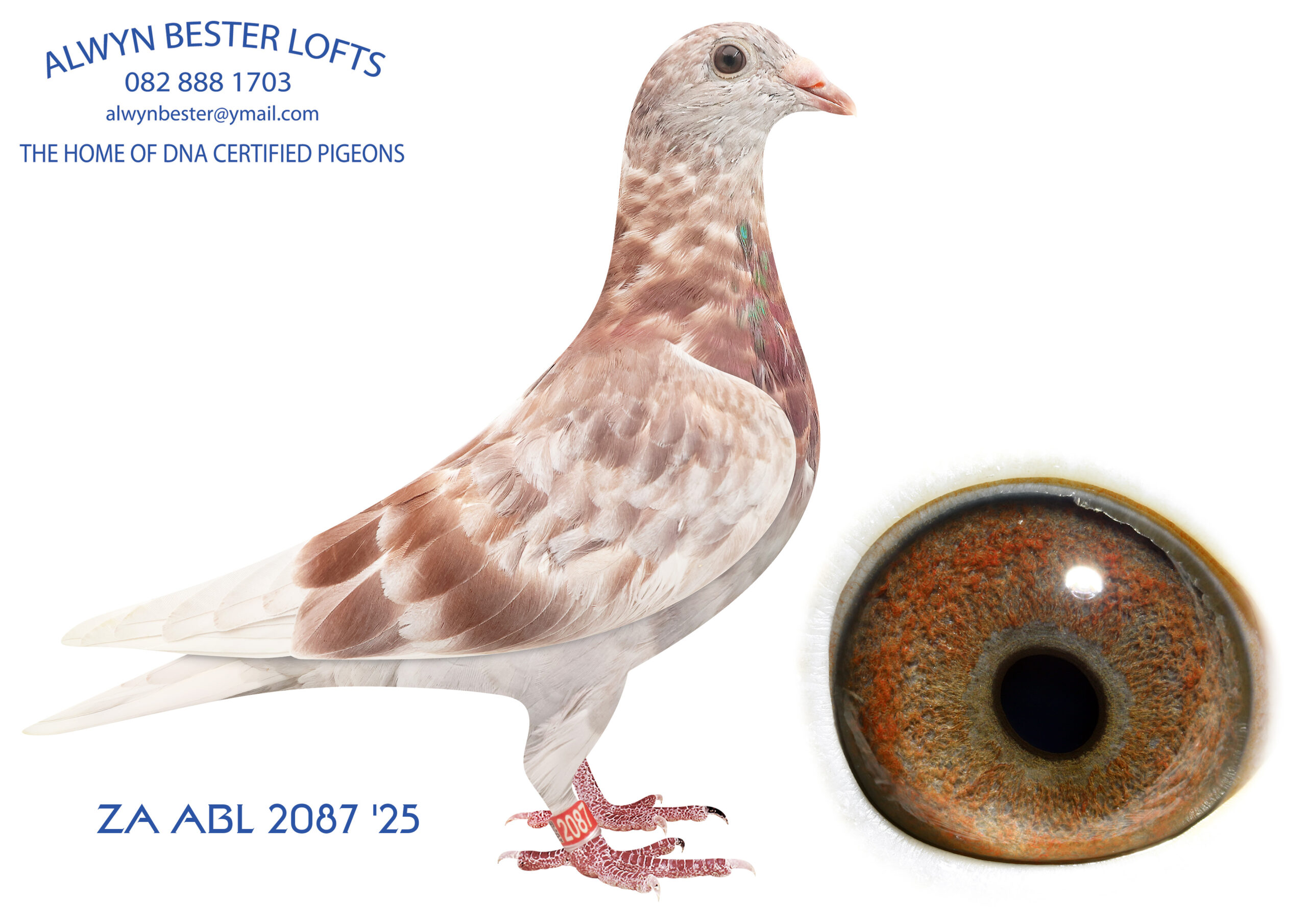 .LOT 9 ALWYN BESTER -ZA 25 ABL 2087 -SIRE:694 ZA 22 ABL .Alias “BRATT” Strain: Alwyn Bester Color: RED Another super son from ZA NWPK/K 4790 2015, super breeding hen and grandmother to “Turbo Kittel”. This is golden bred. Sire to ZA ABL 1310 2024 ,4th SAIPR SUMMER FINAL 2025. Equal on the drop, lost by 4 seconds.———-DAM:2079 ZA 25 ABL .Strain: Alwyn Bester Color: Mealy Another super daughter to 1418637, the dam to numerous super breeders like 167, the mother to TURBO KITTEL. 1418133 is a super breeder as well, who bred 694, the father to the equal winner 2025 at Saipr summer final.SEE PEDIGREE!!!