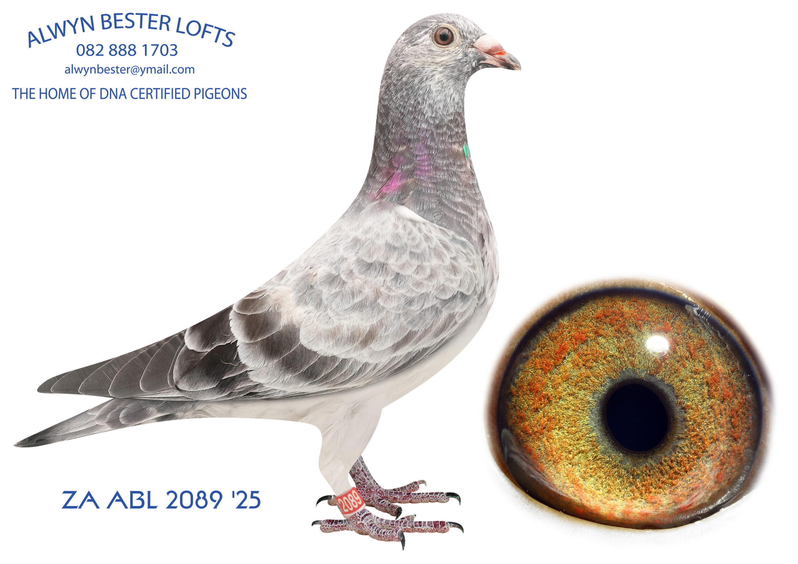 .LOT 4 ALWYN BESTER -ZA 25 ABL 2089 -SIRE: 8212743 NLD 24 .Alias “DOUBLE GOED GRIJS 43” Strain: Gebr A & B Leideman Color: Blue Bar Bred from half brother and sister mating back to GOED GRIJS. 43’s Parents are bred from super performing pigeons. 998 is bred from CRACK 19 mated to GOED GRIJS GRIZZLE STAR is bred from OLYMPIC WOLFGANG mated to GOED GRIJS..————–DAM:1605824 NLD 25 .Alias “Grizzle 824” Strain: Leideman-DehonDemonseau Color: Grizzle Brother x Sister Grizzle Best Kittel 2. Nat.Ace KBDB 2022 in sprint category 1. Pont 2322 b – 1. Pont 1363 b -1. Ecouen 860 b – 1. Pont 730 b – 1. Ecouen 696 b.SEE PEDIGREE!!!!