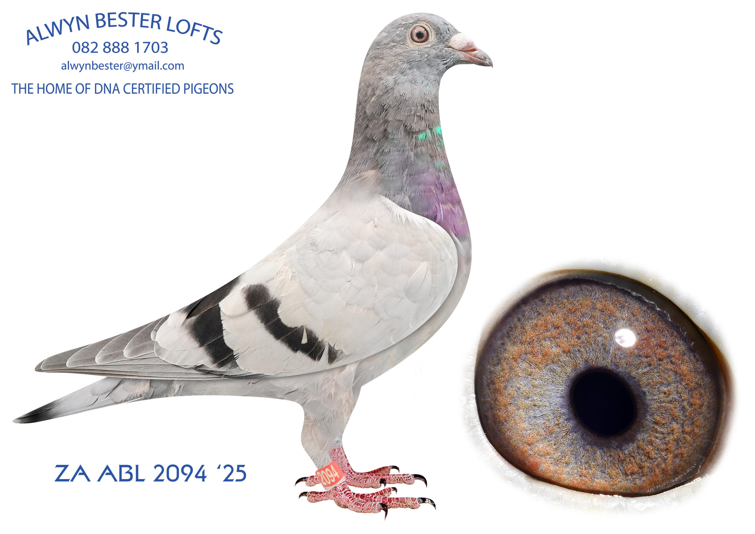LOT 17 ALWYN BESTER -ZA 25 ABL 2094 -SIRE: 90709 ZA 18 .Color: Blue Bar 90709 is bred from the very best of the Turbo Tom/Twilight family. Super performers all over the country. Bred from a half brother to sister mating back to 7336, “Golden TT”, and the sires are full brothers.———-DAM: 1402 ZA 24 ABL .Strain: Alwyn Bester Color: Blue Bar Bred from an inbred cock back to the Turbo Tom family mated to a hen bred from a full brother to Tom Lock’s R80 000 cock x Turbo Tom hen.SEE PEDIGREE!!!