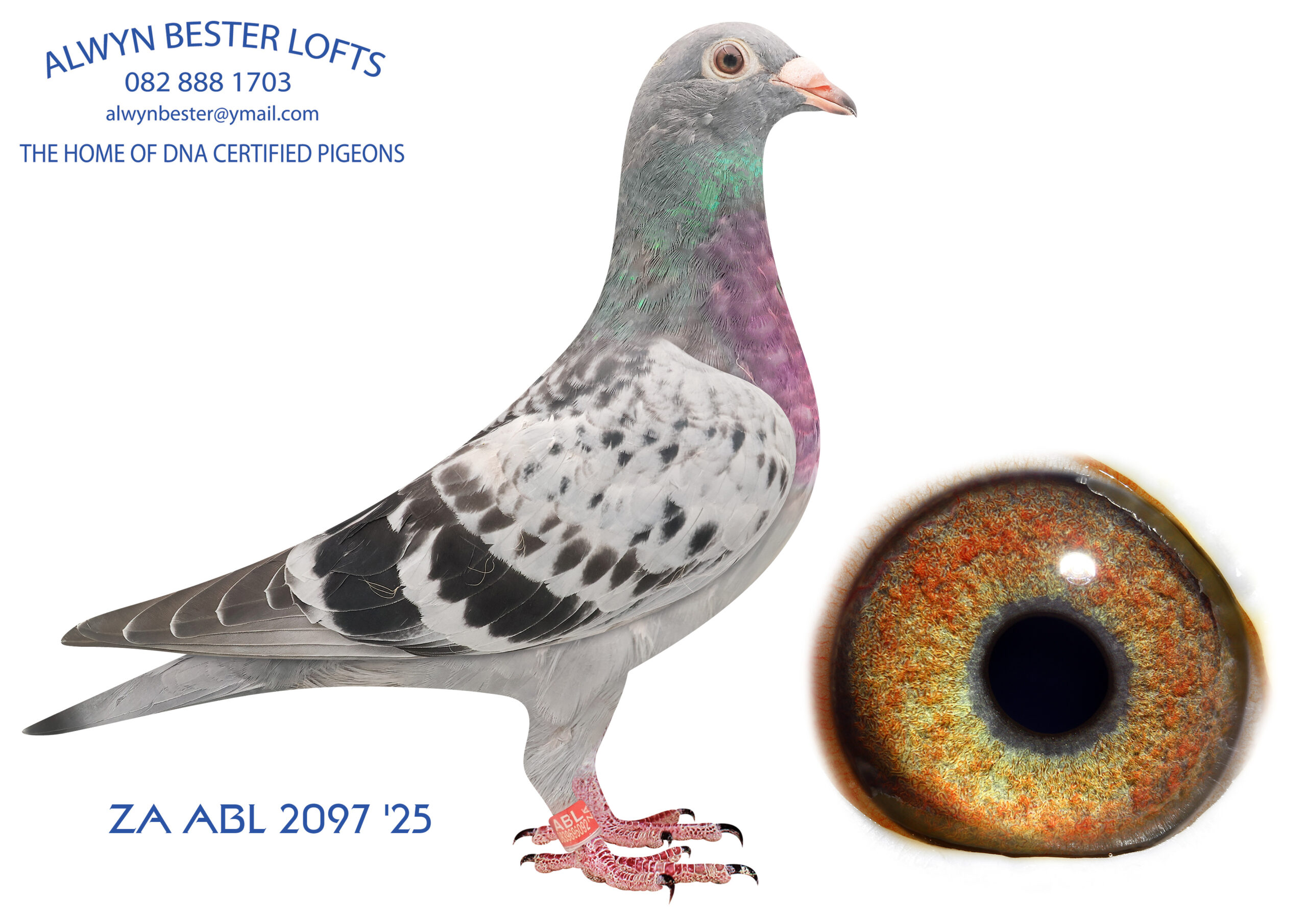 LOT 10 ALWYN BESTER – ZA 25 ABL 2097 -SIRE:1605844 NLD 25 .Alias “Grizzle 844” Strain: Gebr A & B Leideman Color: Grizzle Double Grandchild to champion pair son grizzle dream x son goed grijs 998 Fantastic Breeder G. Father 1. Nat Ace Middle Dist. NPO 2023 — 4. Nat Issoudun 2023 against 26756 B — G. Father of at least 23 x 1.prize – 1. Quievrain 25743 b.————DAM:1603498 NLD 25.Alias “CHANTAL” Strain: Sangers Pigeons Color: Blue Bar This breeding is super and the only available in the world. 1603498 is bred from a direct son to GOED GRIJS mated to an inbred Grizzle Best Kittel x Mother of Grizzle Best Kittel. GRIZZLE MAMA, who is a direct daughter to GOED GRIJS.SEE PEDIGREE!!!!