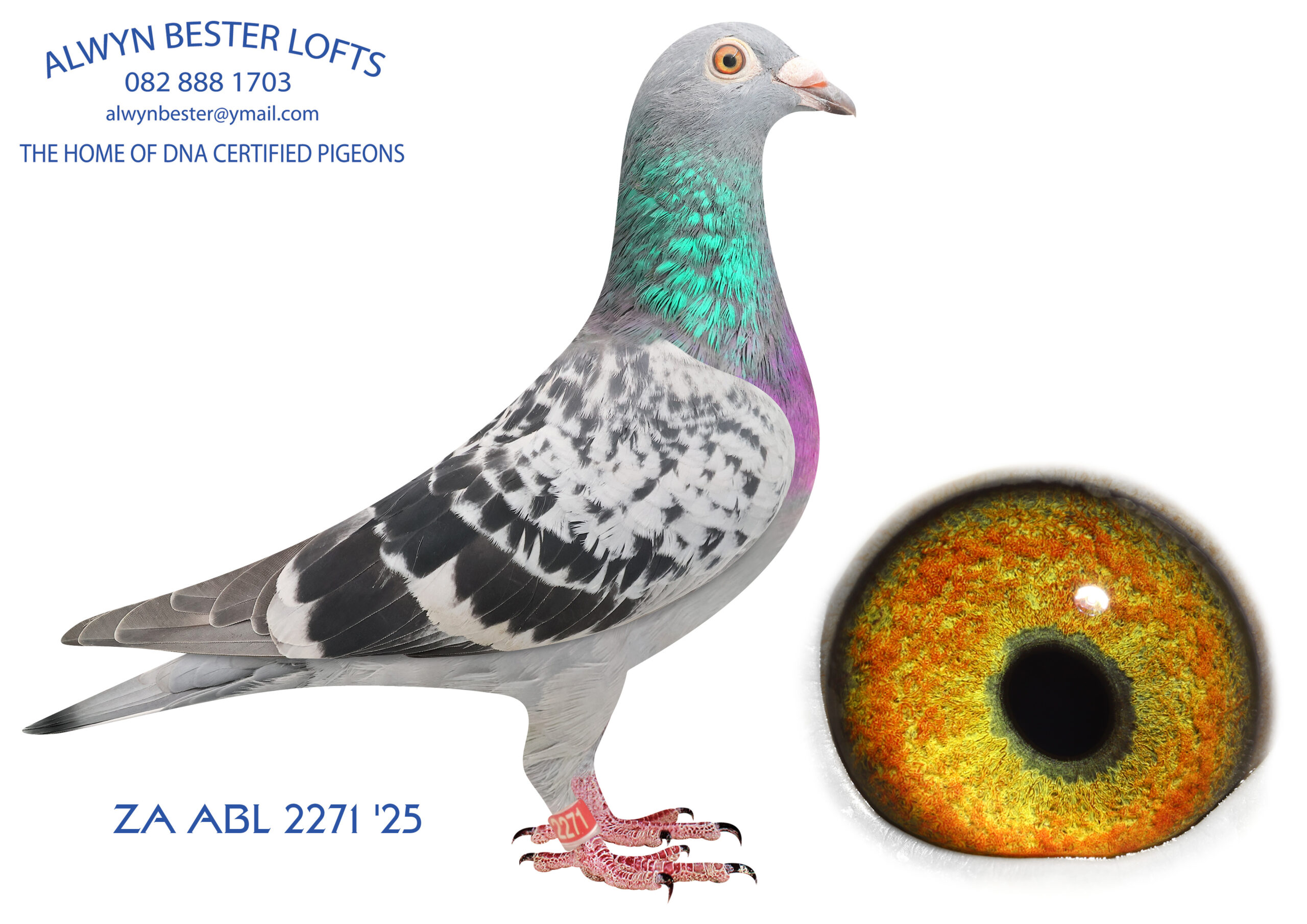 .LOT 5 ALWYN BESTER -ZA 25 ABL 2271 -SIRE:2006 ZA 25 ABL.Strain: Alwyn Bester Color: Blue Chequer Full brother to ZA ABL 604 2022, Gauteng Combine Winner Double Pretoria Union Winner Dam to PALACE PRINCE, the sire to Lara and Fiero, winners at AFRIKAPRO.———–—DAM: 1418637 NLD 19.Strain: Dirk Van Den Bulck Color: Blue Bar Grandmother to ZA PWDU 9849 2020, the 3rd WORLD ALLROUND BEST BIRD 2021, who also is the 6 x SANPO GOLD MEDAL Winner 2021. Also grandmother to ZA PWDU 9060 2020, the second best Middle Distance bird in the PWDU. 1418637 bred numerous super breeding children. The Sire VINCE Inbred to KITTEL 1st Nat Ace KBDB 2013.SEE PEDIGREE!!!!