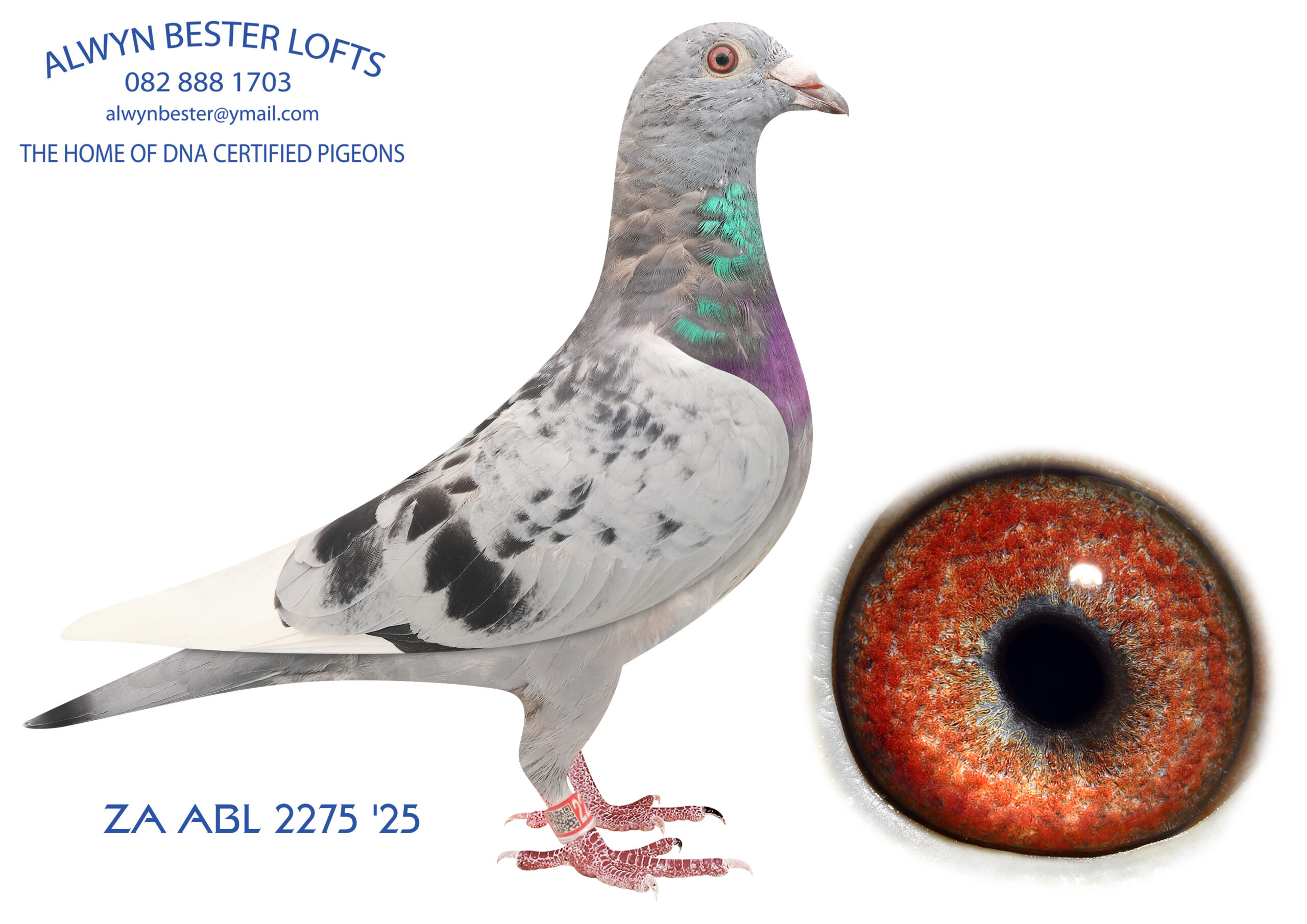 LOT 18 ALWYN BESTER -ZA 25 ABL 2275 -SIRE:694 ZA 22 ABL. Alias “BRATT” Strain: Alwyn Bester Color: RED Another super son from ZA NWPK/K 4790 2015, super breeding hen and grandmother to “Turbo Kittel”. This is golden bred. Sire to ZA ABL 1310 2024 ,4th SAIPR SUMMER FINAL 2025. Equal on the drop, lost by 4 seconds.———-DAM:1915 ZA 24 CRU .Strain: Alwyn Bester Color: Blue Bar W/F Bred from halfbrother and sister mating back to the very best available.SEE PEDIGREE!!!