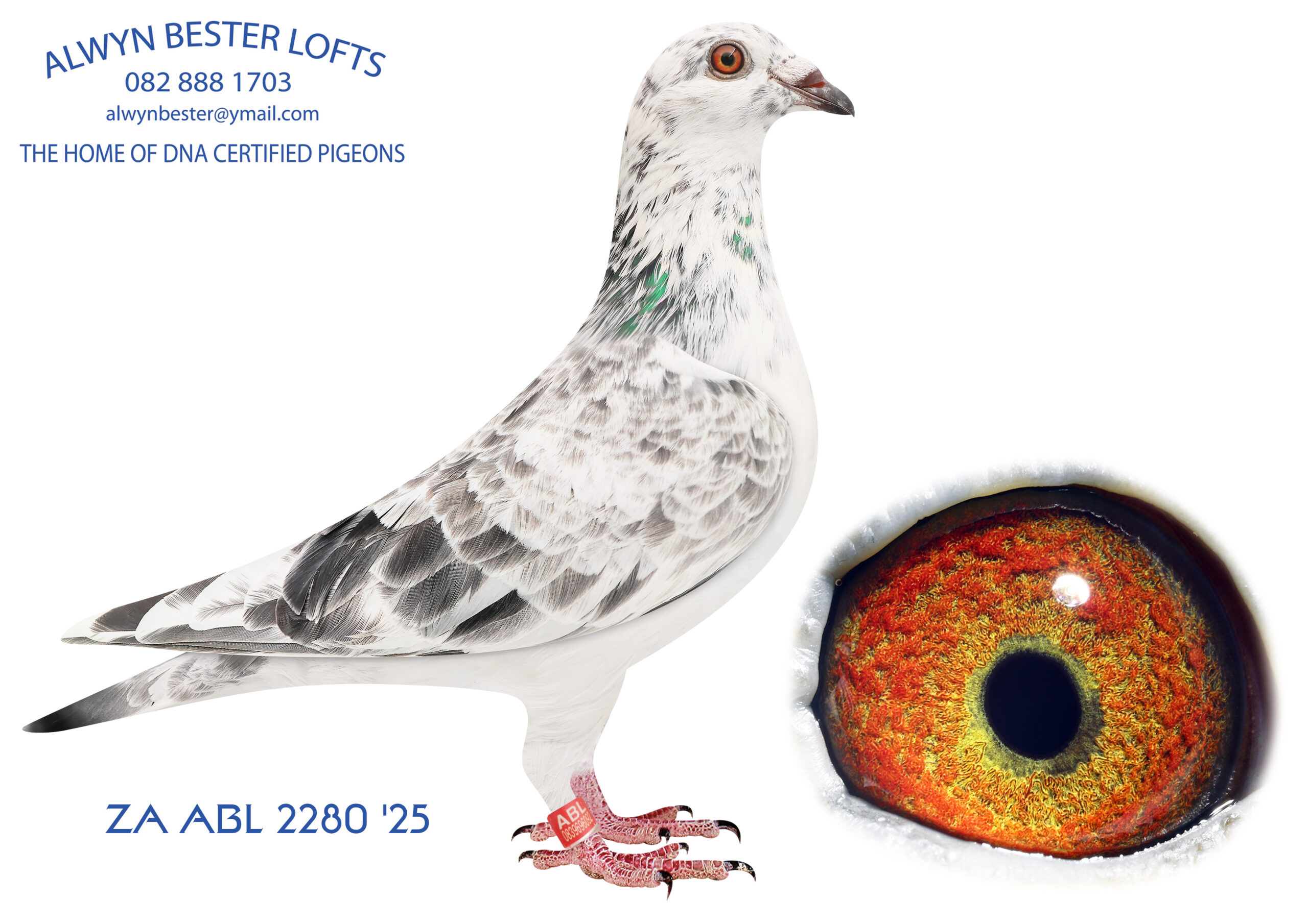 .LOT 7 ALWYN BESTER -ZA 25 ABL 2280 -INBRED BLIZZARD KING KITTEL———–SIRE: 3007613 BE 24.Alias “DOMINIQUE” Strain: VELGHE PIGEONS Color: Grizzle Inbred son to the BLIZZARD KING KITTEL family. Bred from a son of BLIZZARD KK mated to a full sister of BLIZZARD KK.————-DAM:3007900 BE 24.Alias “LADY GREY” Strain: VELGHE PIGEONS Color: Grizzle Inbred from a son of BLIZZARD KK mated to a full sister of BLIZZARD KK.SEE PEDIGREE!!!
