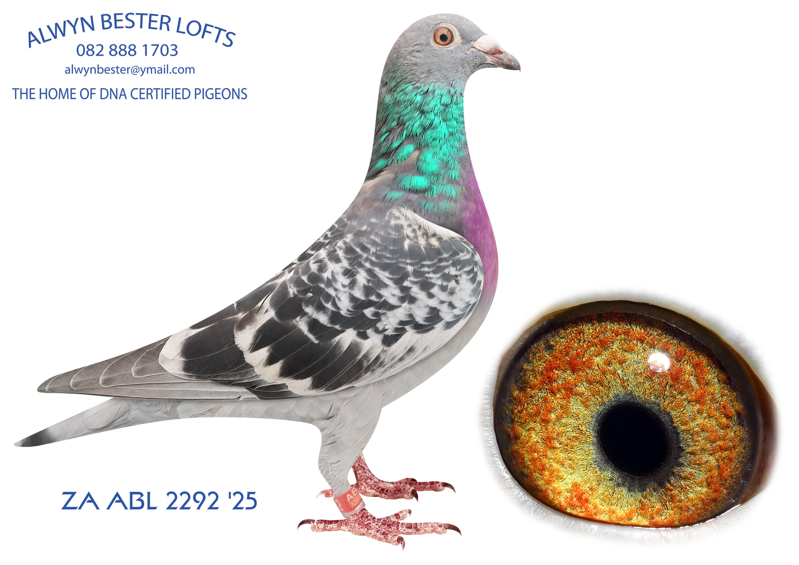 LOT 20 ALWYN BESTER -ZA 25 ABL 2292 -SIRE: 2031 ZA 25 ABL.Strain: Alwyn Bester Color: Blue Chequer W/f This cock is bred from all the best performers in my loft. Half brother to many super racers like FIVE STAR and too many to mention.————–DAM:2042 ZA 25 ABL.Strain: Alwyn Bester Color: Blue Chequer Full sister to ZA ABL 604 2022. Three time PWDU winner 2nd Best Yearling SANPO 2023 Mother to PALACE PRINCE who bred LARA and FIERO, super racers at AFRIKAPRO.SEE PEDIGREE!!!