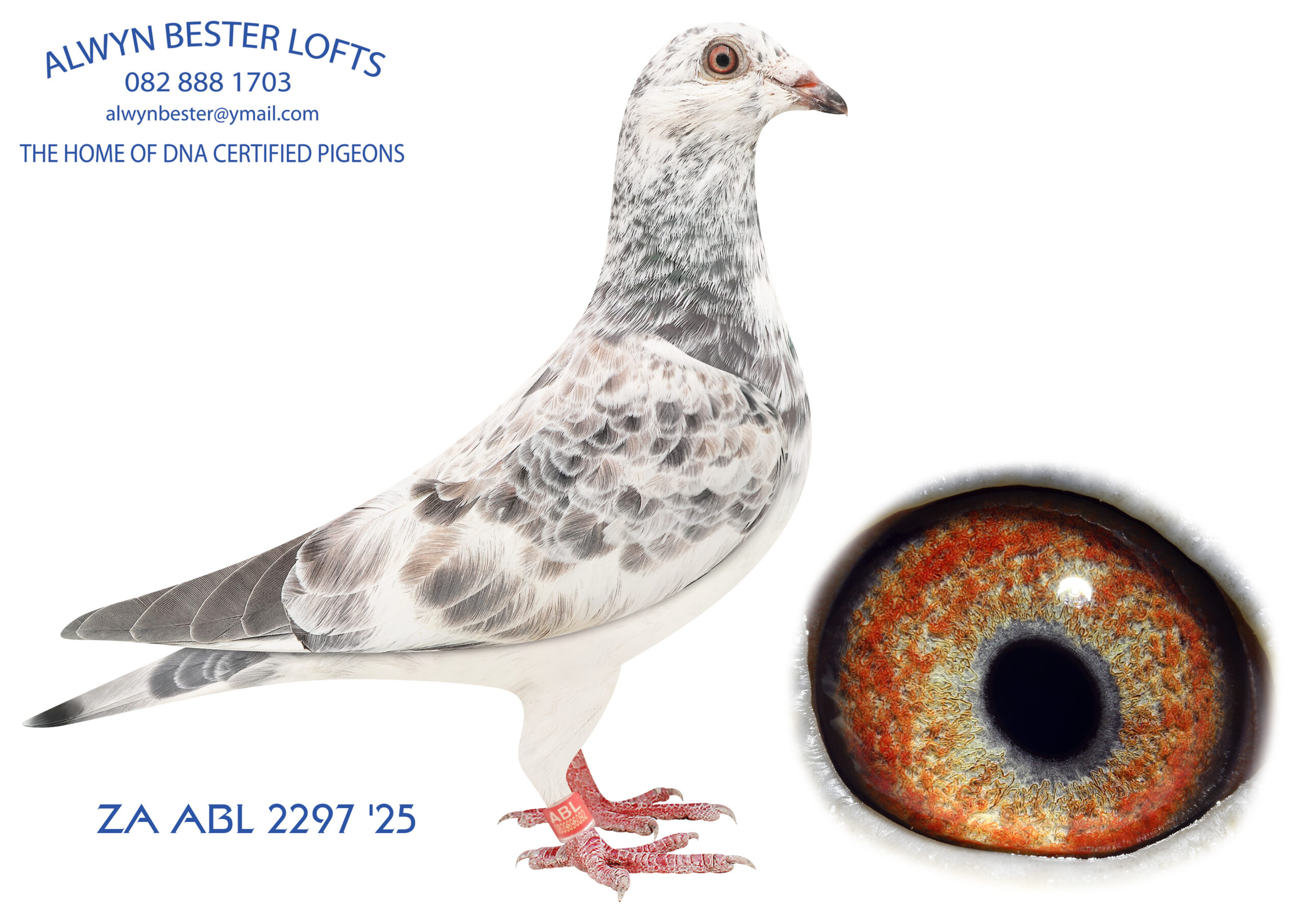 LOT 19 ALWYN BESTER -ZA 25 ABL 2297 -INBRED BLIZZARD KING KITTEL———–SIRE: 3007613 BE 24.Alias “DOMINIQUE” Strain: VELGHE PIGEONS Color: Grizzle Inbred son to the BLIZZARD KING KITTEL family. Bred from a son of BLIZZARD KK mated to a full sister of BLIZZARD KK.————-DAM:3007900 BE 24.Alias “LADY GREY” Strain: VELGHE PIGEONS Color: Grizzle Inbred from a son of BLIZZARD KK mated to a full sister of BLIZZARD KK.SEE PEDIGREE!!!