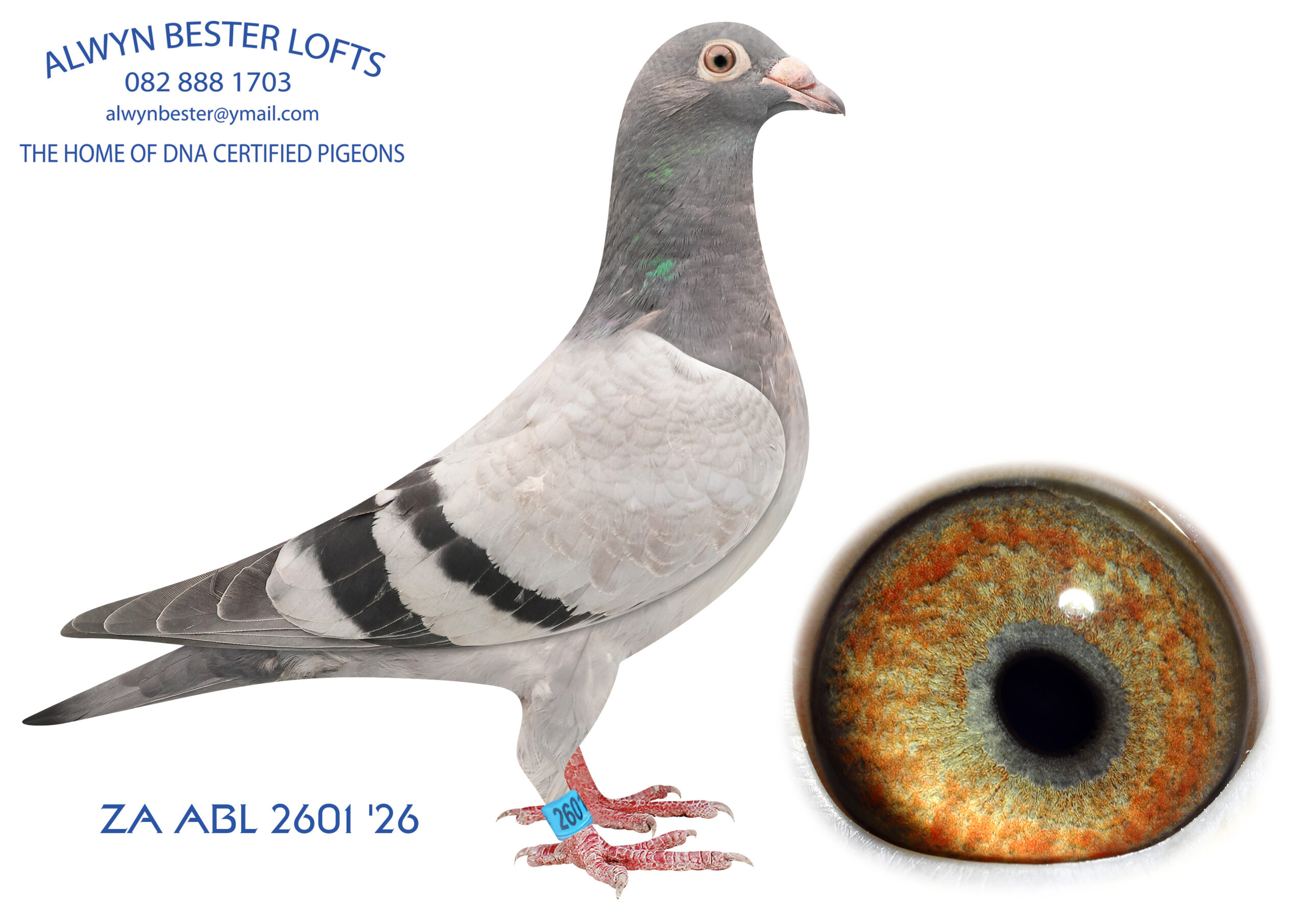 .LOT 8 ALWYN BESTER -ZA 26 ABL 2601 -SIRE: 1418158 NLD 19. Alias “BULCK 158” Strain: Dirk Van Den Bulck Color: Blue Bar Sire: BANKSY, HYPER EXCLUSIVE!! KITTEL mated to his mother OLYMPIC ROSITA. Dam: SOFIE, full sister to OLYMPIC ROSITA. KITTEL 0.9 coefficient. Fastest pigeon in the history of KBDB. Double winner, 2nd and 3rd.. BULCK 158 is super bred.———-DAM:1241 ZA 24 ABL .Strain: Alwyn Bester Color: Blue Bar 1241 is a super handler. Bred from BULCK 158 who bred winners with many different hens mated to 696, a full sister to 167,168 and many other super breeders.SEE PEDIGREE!!!