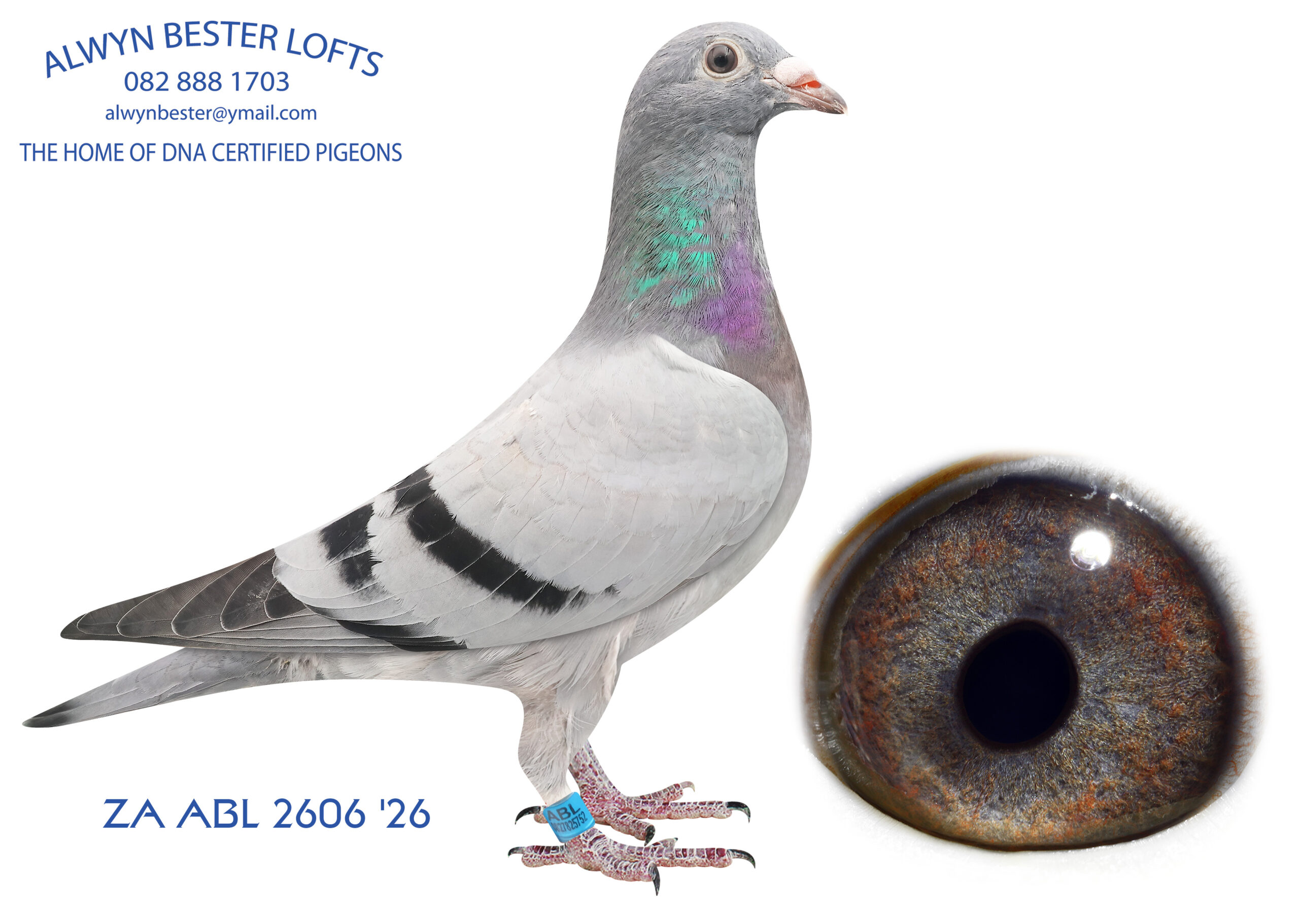 LOT 13 ALWYN BESTER -ZA 26 ABL 2606 -SIRE:6143763 BE 23. DIRK VAN DYCK.Inbred DI CAPRIO Bred from a Grandson of DI CAPRIO mated to a direct daughter of DI CAPRIO————DAM:35323 GB 19 LADY DI CAPRIO Colour: BB Alias “Lady Di Caprio” Strain: Leo Heremans Color: Blue Sensational hen from legendary breeder. *** Di Caprio *** *** Olympiad 003 *** Best of Leo Hereman..SEE PEDIGREE!!!