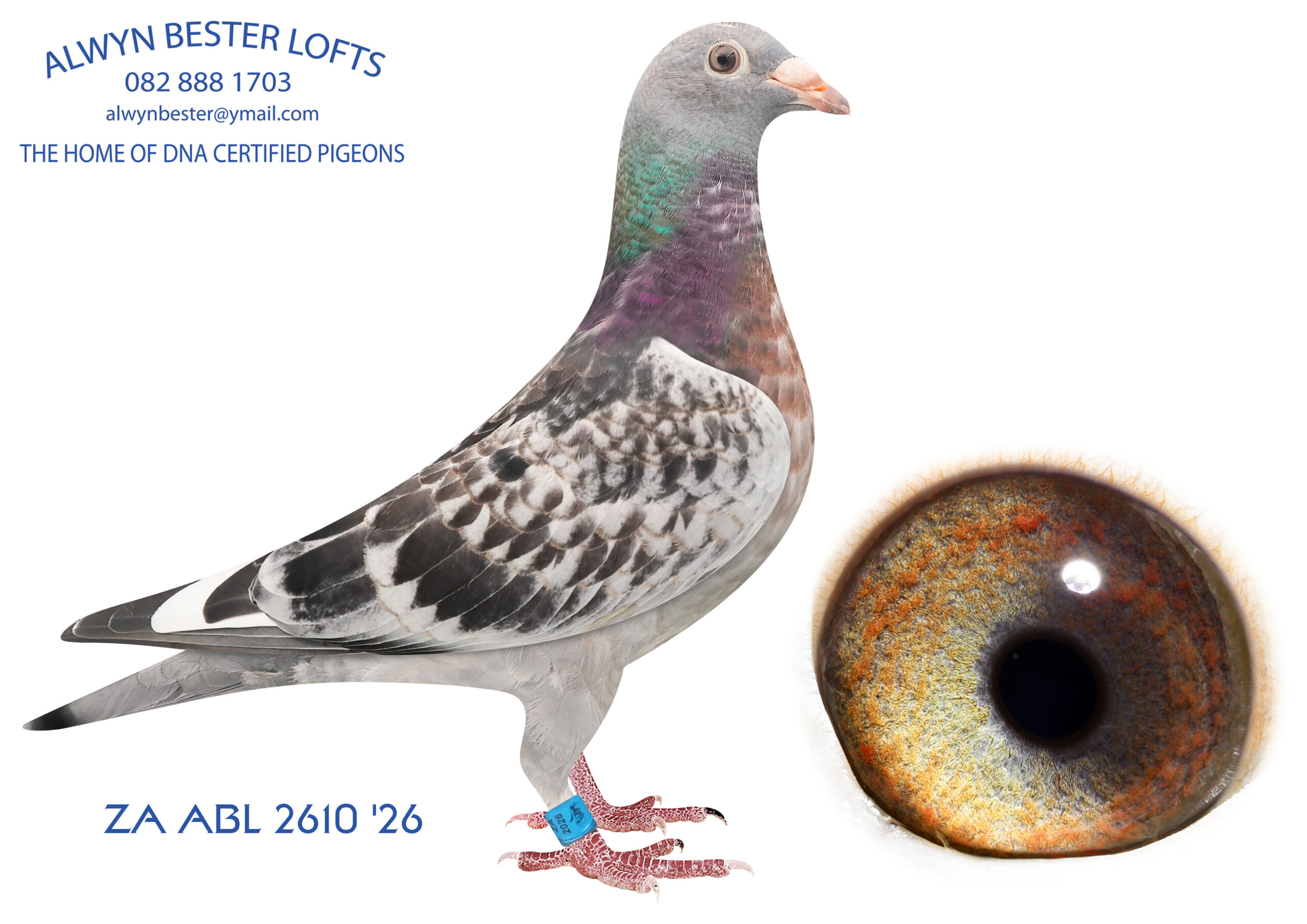 LOT 12 ALWYN BESTER -ZA 26 ABL 2610 -SIRE: 2031 ZA 25 ABL.Strain: Alwyn Bester Color: Blue Chequer W/f This cock is bred from all the best performers in my loft. Half brother to many super racers like FIVE STAR and too many to mention.————–DAM:2042 ZA 25 ABL.Strain: Alwyn Bester Color: Blue Chequer Full sister to ZA ABL 604 2022. Three time PWDU winner 2nd Best Yearling SANPO 2023 Mother to PALACE PRINCE who bred LARA and FIERO, super racers at AFRIKAPRO.SEE PEDIGREE!!!