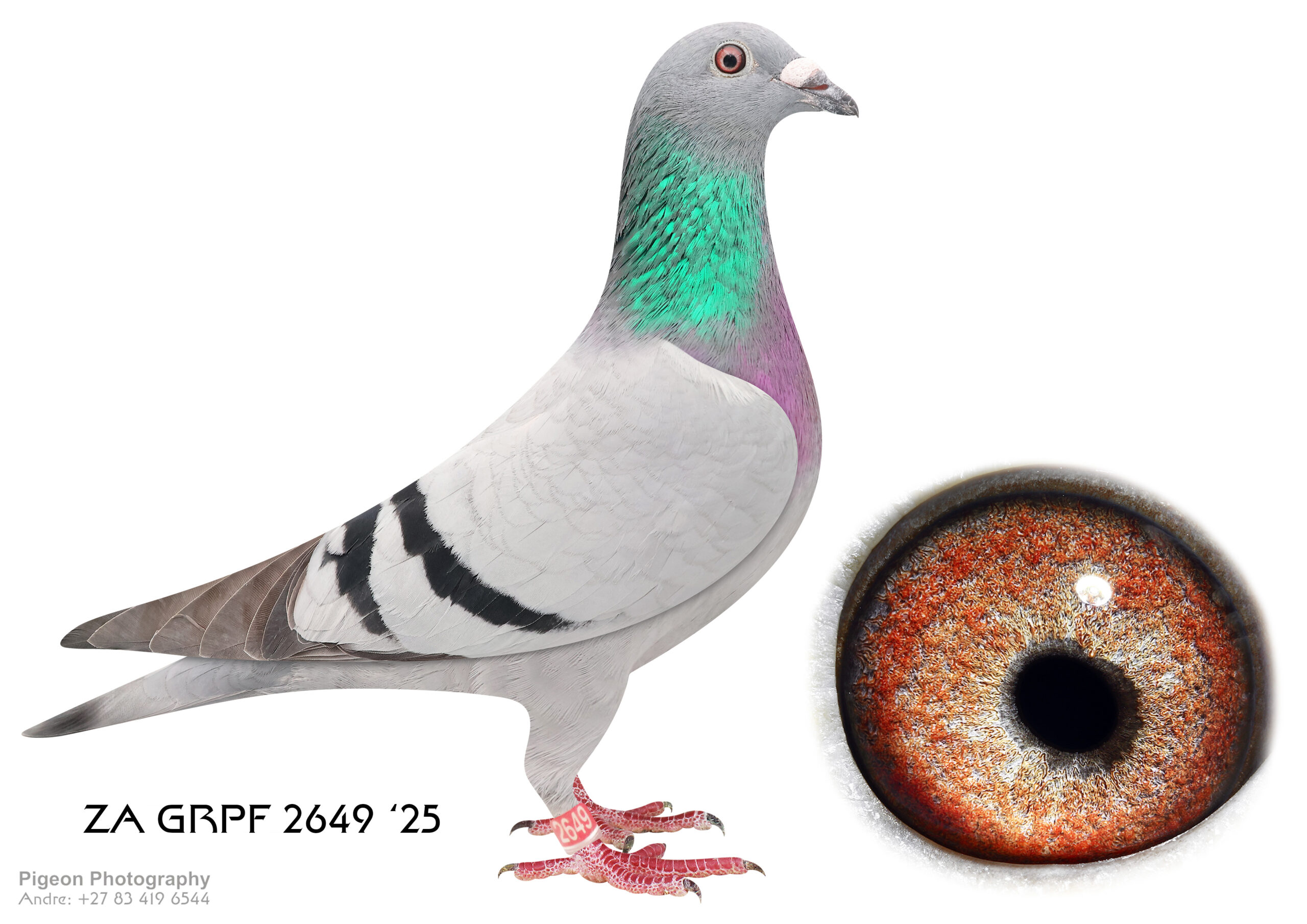 .LOT 2 FERDIE COETZER – ZA 25 GRPF 2649 – bb medium small hen . She has a silky plumage and top class muscles typical to the Best Kittel muscles . Her dam is a direct daughter to the super Best Kittel pair 606 x 1523 . Her sire is my nr 1 Blou Bul breeder ‘ The Patch ‘ cock . An allround beautiful hen with great breeding attributes .SEE PEDIGREE!!!