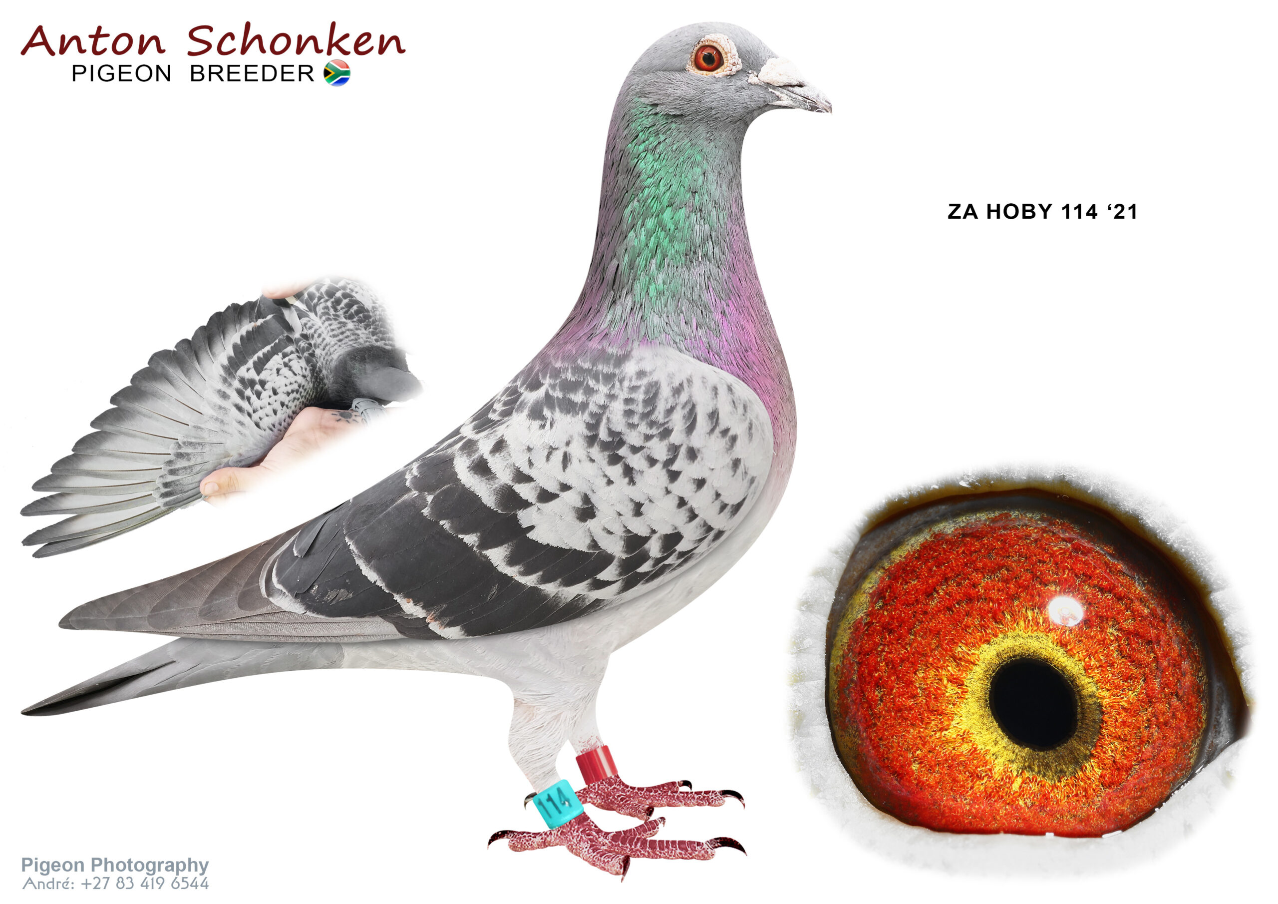 LOT 14 SCHONKEN PIGEONS – ZA 21 HOBY 114 -This is a full sibling to Hoosier 7th place winner of R500 000.00. Say no more———-SIRE:07274 DV 19 970.Alias “Michelangelo” Strain: Hardy Kruger Color: Blue Bar Sire of ZA21HOBY0006, 7th place Hoosier 2021 when Paired with Double Ldy Agen BE3039268-19 (Team BDS) Also produced nestmate ZA21HOBY0005, stunning results even better than nestmate, finishing HOOSIER with stunning race results, unfortunately Hawk attacked on Final race returning only later.Nestmate won 20000 Dollar and sold for 5400 Dollar. Both pigeons results available on HOOSIER 2021 .—————DAM: 3039268 BE 19.Alias “Double Lady Agen 268” Strain: Batenburg/BDS Color: Chequer Father is DOUBLE KAASBOER with 1st best racer KBDB YL/LD/ELD 3 races and 5th NAT ACE. Son to LADY AGEN 1st Int Agen Mother is DOUBLE NATIONAL AGEN – “Blancke Piet” 1st Nat Agen 2017 NL x 1st Nat Agen 2017 BE Breeding Winning Pigeons on all our Cock’s Mother of ZA21HOBY0006, 7th Final HOOSIER 2021.SEE PEDIGREE!!