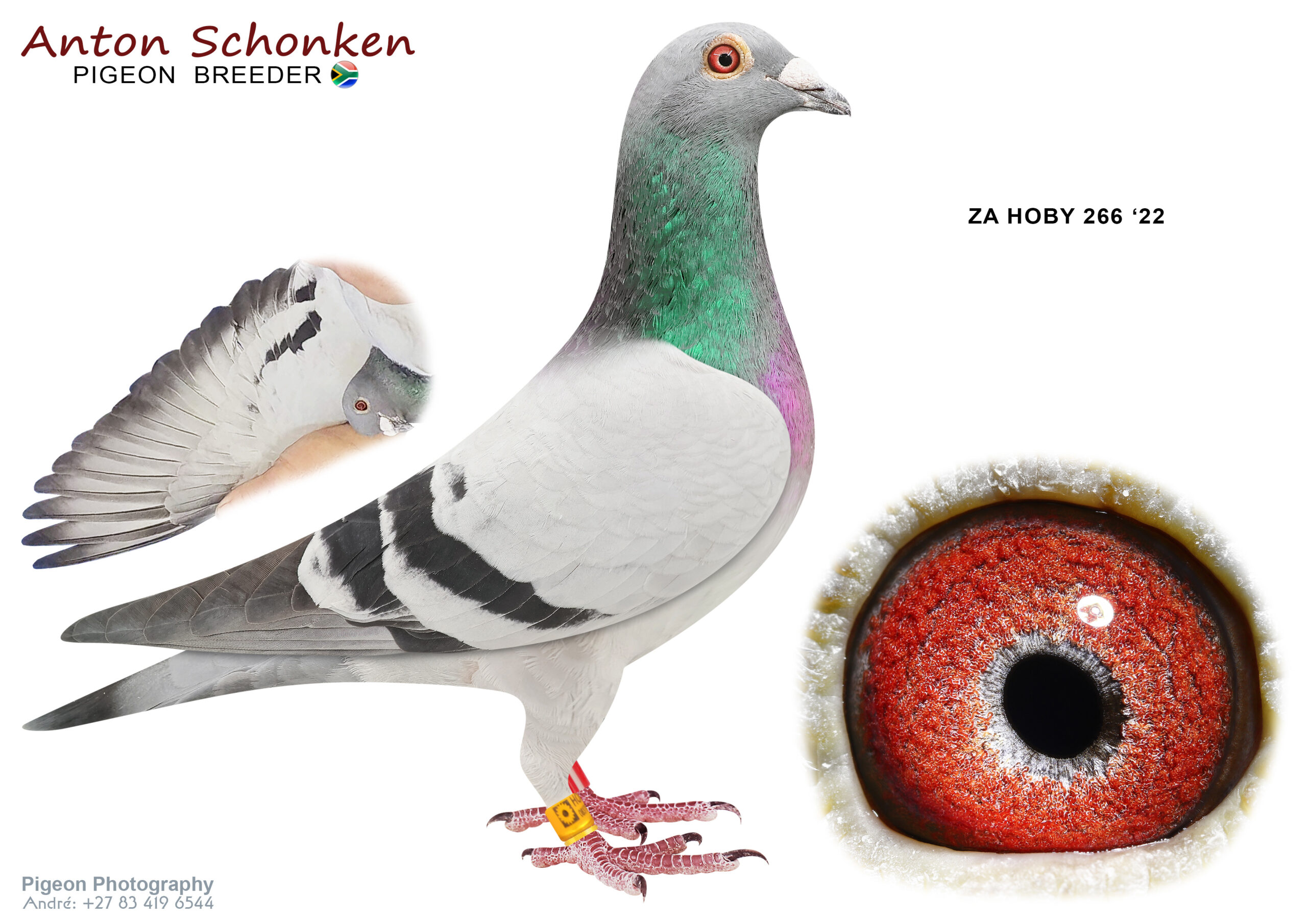 .LOT 2 SCHONKEN PIGEONS – ZA 22 HOBY 266 -Absolute best One Loft bloodlines bred from great imports. Racing results everywhere. See pedigree. The best blood you can race with confidence. Stunning breeder————SIRE:196 ZA 21 HOBY.Alias “Apache” Strain: Ganus/A H Klaas Color: BB.———–DAM:11292 ZA 20 GPU.Strain: Ganus/Van de Pasch/V Dyk Color: Blue Bar Top Breeding Hen. Breeder of Various.SEE PEDIGREE!!!