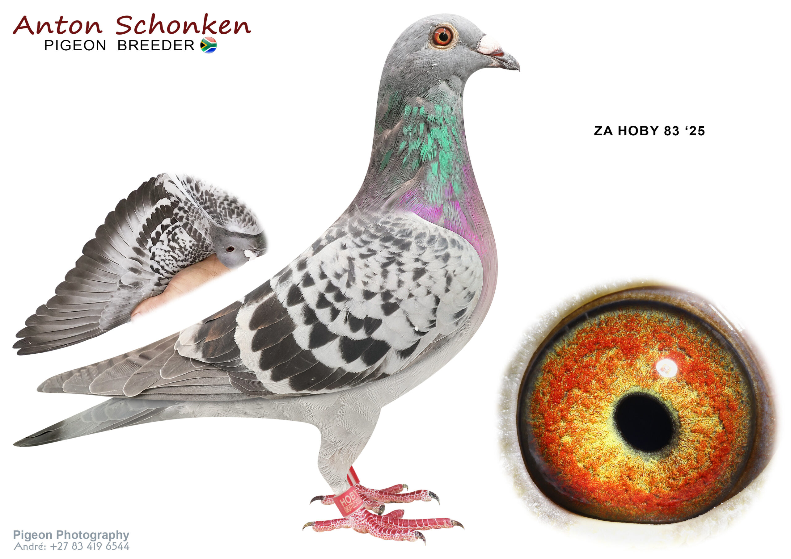 .LOT 3 SCHONKEN PIGEONS – ZA 25 HOBY 83 -Looks like a hen, forgive me if wrong. Great breeding genetics. Pure Imported blood at a silly price. Study pedigree please.—————SIRE:07274 DV 19 967.Alias “Blue Sky Miss Black” Strain: Hardy Kruger Color: Dark Check Outstanding son from Super Son from BLACK POWERBLUE SKY X MISS BLACK.————-DAM: 8054055 NL 22 .Alias “Amador OLR” Strain: Comb.Mantel Color: BB DIRECT FROM NEW TOPPAIR FOR OLR!! Full brother “MISS SOFIA” She won at OLR SOFIA 2021 2. Acepigeon starting with 2687 pigeons. 3. Final race 420km against 1196 pigeons with speeds 1211 mpm. First drop and 12 seconds behind winner. = Brother 37. Final Race 530km Pattaya OLR 2022 against 4033 pigeons.SEE PEDIGREE!!!!