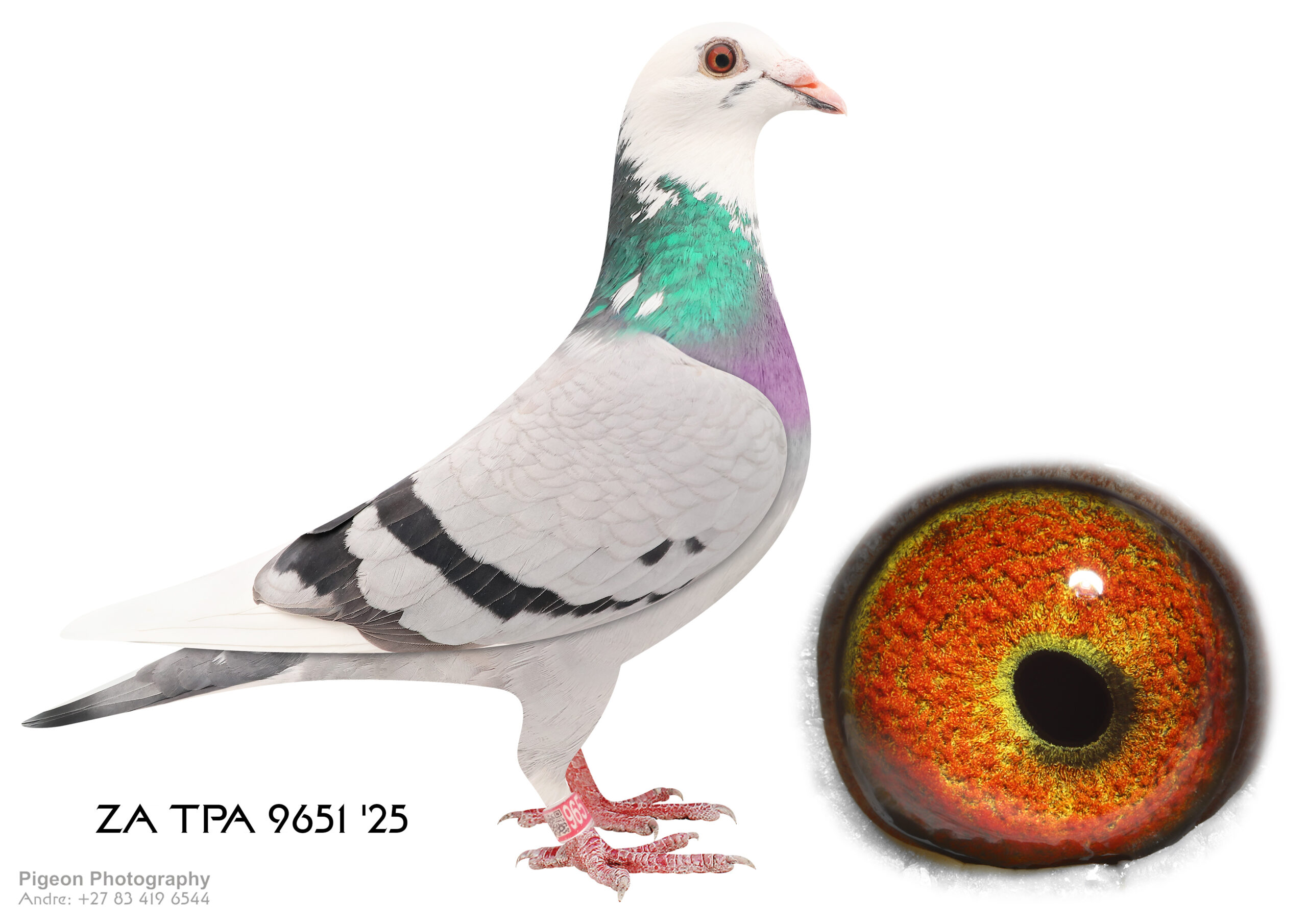 .LOT 1 FERDIE COETZER – ZA 25 TPA 9651 – blue pied hen is linebred to the Pretty Hen . Also in her pedigree the golden champions ” Double Daniel Best Kittel ” as well as Shakira and ‘ Double Kittel ‘ . She is bred from high performance pigeons . The Pretty Hen is dam to international stars like Rayburn and Stingray . Stingray is father to ‘ New Avenger ‘ AFRIKAPRO race 7 winner .SEE PEDIGREE!!!!