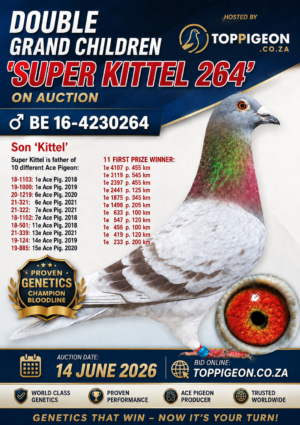 ACTIVE AUCTION - DOUBLE GRANDCHILDREN SUPER KITTEL 264 - FROM 10 JUNE TO SUNDAY 14 JUNE 2026 (ENDING FROM 15:40)