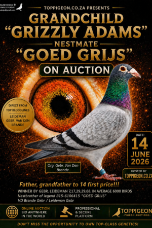 ACTIVE AUCTION - GRANDCHILD GRIZZLY ADAMS - FROM 10 JUNE TO SUNDAY 14 JUNE 2026 (ENDING FROM 15:15)