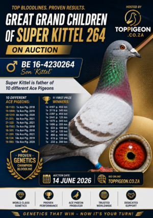 ACTIVE AUCTION - GREAT GRANDCHILDREN SUPER KITTEL 264 - FROM 10 JUNE TO SUNDAY 14 JUNE 2026 (ENDING FROM 16:15)