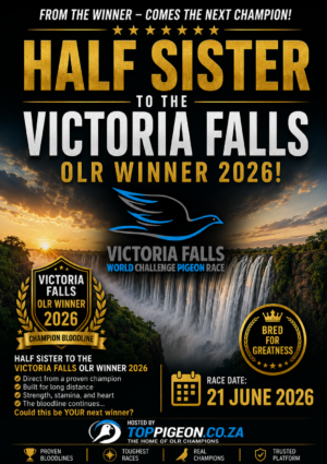 ACTIVE AUCTION - HALF SISTER VICTORIA FALLS OLR WINNER 2026 - FROM 17 JUNE TO SUNDAY 21 JUNE 2026 (ENDING 14:10)