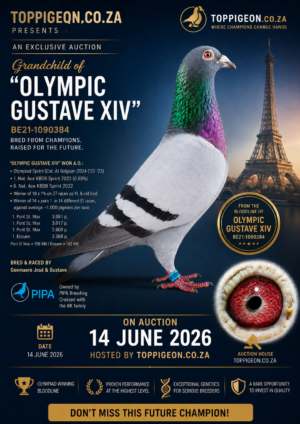 ACTIVE AUCTION - GRANDCHILD 'Olympic Gustave XIV' -FROM 10 JUNE TO SUNDAY 14 JUNE 2026 (ENDING FROM 15:30)