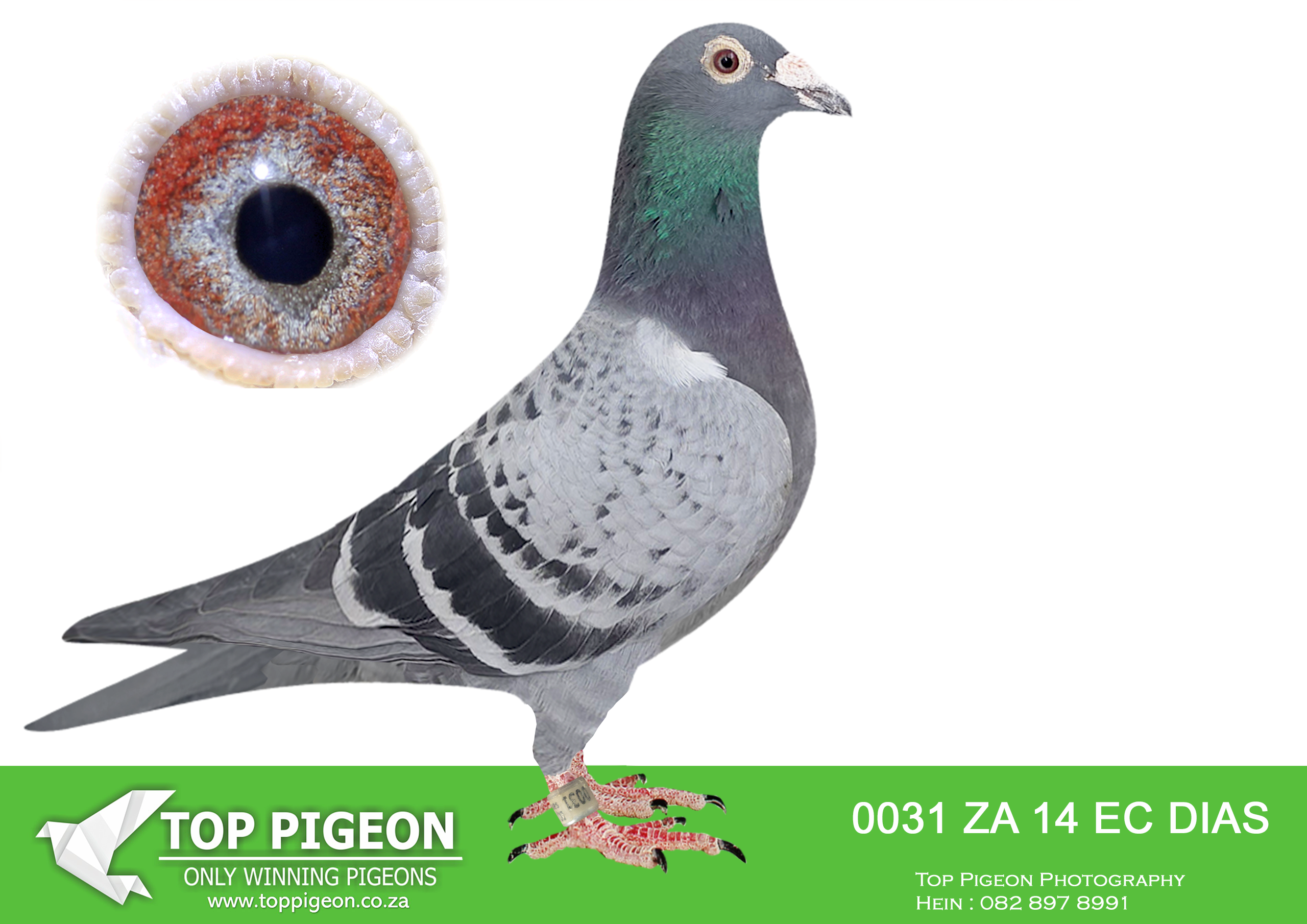 LOT 51 BOTHA LOFTS AUCTION 2 – ZA 14 EC DIAS 0031 -ENTERED BY PIET STEENKAMP AT THE DINOKENG INTERNATIONAL LOFT 2015. 3RD BLOEMFONTEIN; 38TH BLOEMFONTEIN; 27TH AVERAGES. BROTHER 3358/16 A 3X PRETORIA COMBINE WINNER FOR DU PREEZ & DEETLEFS. BROTHER “367” ALSO 3X PE UNION WINNER.————-SIRE:1010 ECDIAZ 13 “RED TIDE”.BRED BY PIET STEENKAMP. BROTHER BRED “LADY MARMALADE” 4TH DINOKENG 2015 & “PERI-PERI” 34TH DINOKENG 2017.—————DAM:12128 TRPF 10 CH ARNOLD MOREY BRED OUT OF MACHINE BOTH PARENTS TRPF WINNERS.SEE PEDIGREE!!!