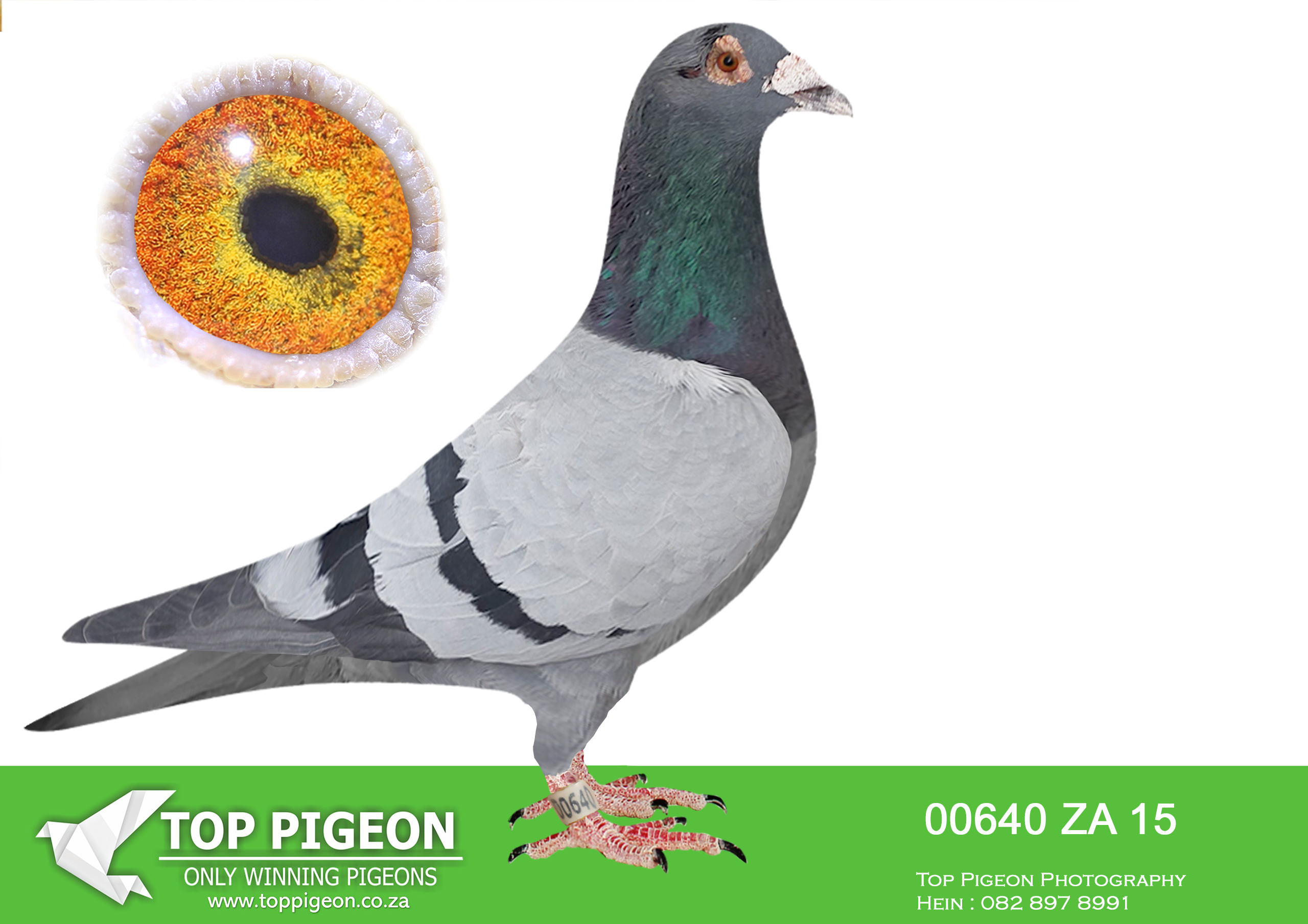 LOT 58 BOTHA LOFTS AUCTION 2 – ZA 15 00640 -SIRE:19538 ZA 14.SCROYENS.INBRED SCHROYENS, ALMOST ALL THE SUPER SCHROYENS COCKS FEATURE IN THIS PEDIGREE: ROCKY, ZOON BAD BOY, POOTJIE, DEN AS. SIRE OF 09520 ZA 14, A SUPERIOR RACER AND BREEDER.————DAM:45565 ZA 12 GABBY HEN BB VANDANABEELE 1ST PWDU TROMPSBURG B/S 2012, WON R36,000. DAM OF ZA 09520/14, A SUPERIOR RACER, 7X TOP 22 COMBINE, AND GREAT BREEDER OF WINNERS.SEE PEDIGREE!!!