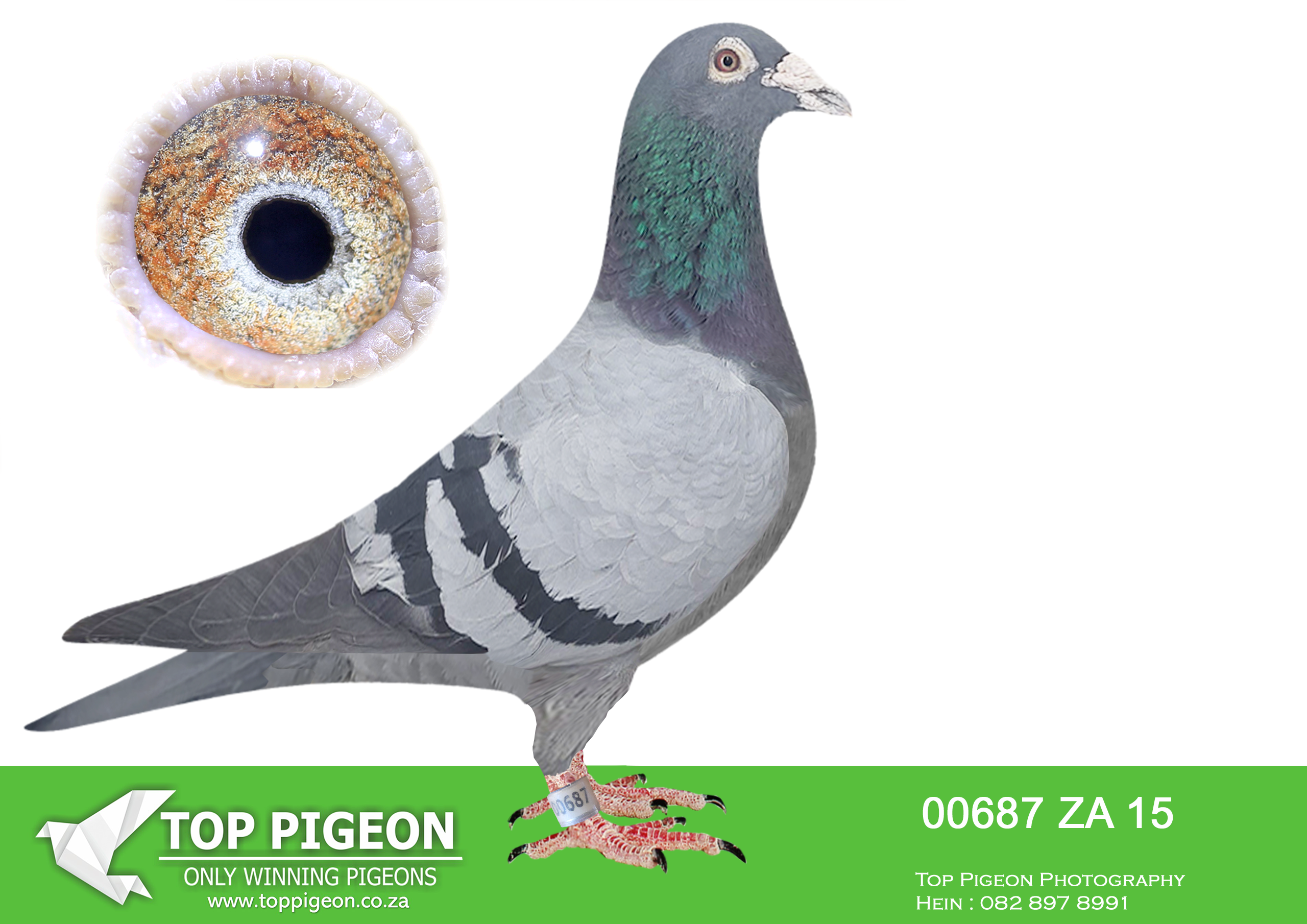 LOT 25 BOTHA LOFTS AUCTION 4 – ZA 15 00687 -SIRE:02824 ZA 09.DNA P1600077. DU PREEZ & DEETLEFS. DIRECT CHILD TO CRIS & BLES.BRED WINNERS BROTHERS AND SISTER ALSO BRED WINNERS BRED BARAZALONA WINNER DINOKENG 2015 FOR WILLIE JONKER BROTHER BRED DINOKENG MAIN RACE WINNER 2016 WILLIE JONKER.————DAM:13363 ZA 09 DNA P1600070 BB Du Preez&Deetlefs WINNER 3 X TOP 50 COMBINE SUPER BREEDING HEN CHILDREN AND GRANDCHILDREN BRED WINNERS FATHER AND MOTHER BRED WINNERS FOR US AND FERDIE LUBBE.SEE PEDIGREE!!!