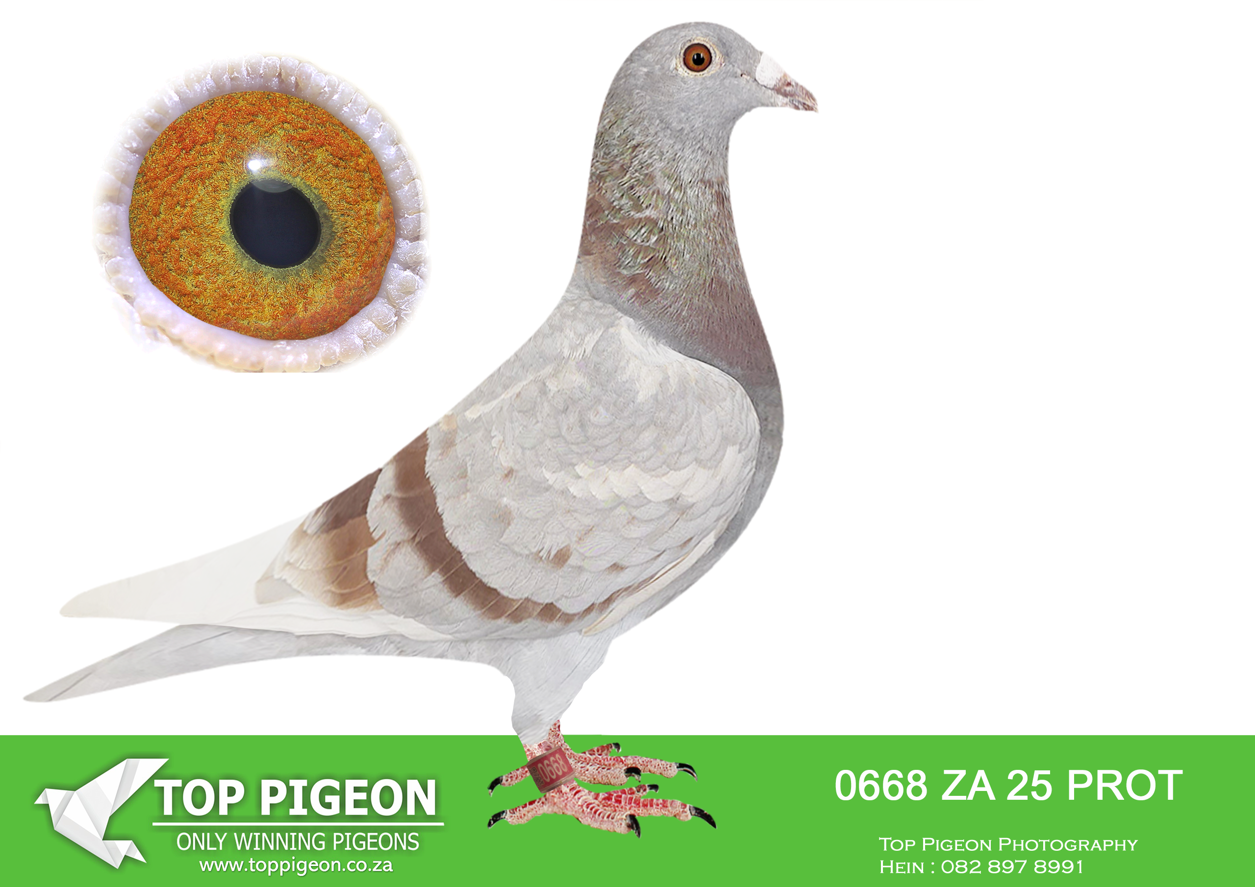 LOT 35 BOTHA LOFTS AUCTION 2 – ZA 25 PROT 0668 -SIRE:312 BOTH 24.BRED FROM CLICK PAIR. SIRE IS SUPER BIRD! 2 UNION WINBURG; 2 UNION SPRINGFONTEIN. NEST MATE 9419/19, BLOEMFONTEIN 1, WINNER, 3 BEST OPEN BIRD, 4 OVERALL PWDU AND BRED 3RD MARLBANK FINAL – WON R100K. BRED BOTHA 44/23, WON ALL 4 PWDU BABY RACES. 3 WINBURG, 8 HANOVER AND 10 SMITHFIELD. ———–DAM:591 BOTHAS 24 BB BRED FROM GREAT GENETICS OF DU PREEZ & DEETLEFS FOR BOTHA LOFT. DAM IS A 2X WINNER. G/DAM IS THE DINOKENG MAIN RACE WINNER.SEE PEDIGREE!!!