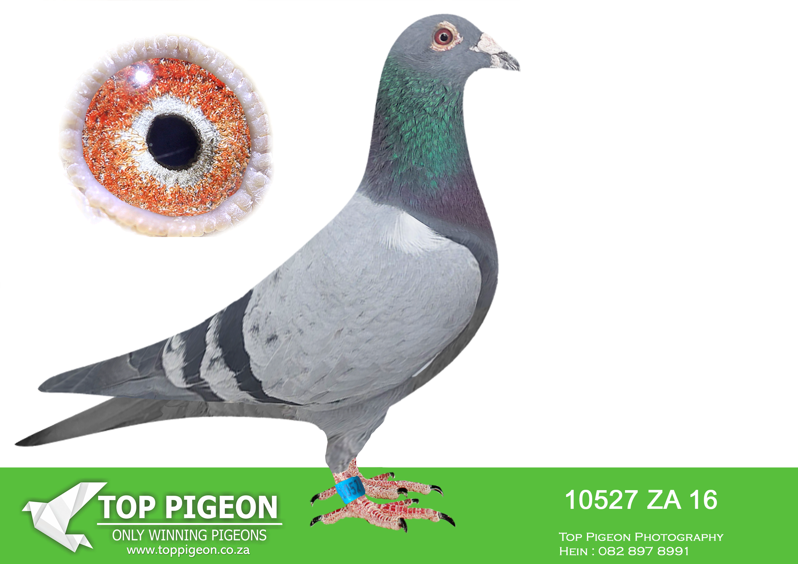 LOT 24 BOTHA LOFTS AUCTION 4 – ZA 16 10527 -DEAN JOOSTE “EGGS” GIFT. NESTMATE 10526/16 BRED 82529/18. UNION WINNER. 7X TOP 23 PWDC. 2ND YB PWDC ’19. 1ST OVERALL 1ST YB POINTS & COEF. 1ST SHORT, 2ND MIDDLE COEF. CRUSADERS. BRED “MINDY” BOTHA 70/22, 4TH DINOKENG BAR-ZA-LONA (EQUAL 1ST) AND 3RD BIG MONEY RACE. WON R70 000.————SIRE:4347715 BELG 08.ORIGINAL MARC DE COCK FROM ALLFLIGHT CARNIVAL 2009.———–DAM:17132 ZA 14 BB DEAN JOOSTE BEST YOUNG BIRD SHORT DISTANCE IN PRETORIA COMBINE 2015 FOR DEAN JOOSTE.SEE PEDIGREE!!!!