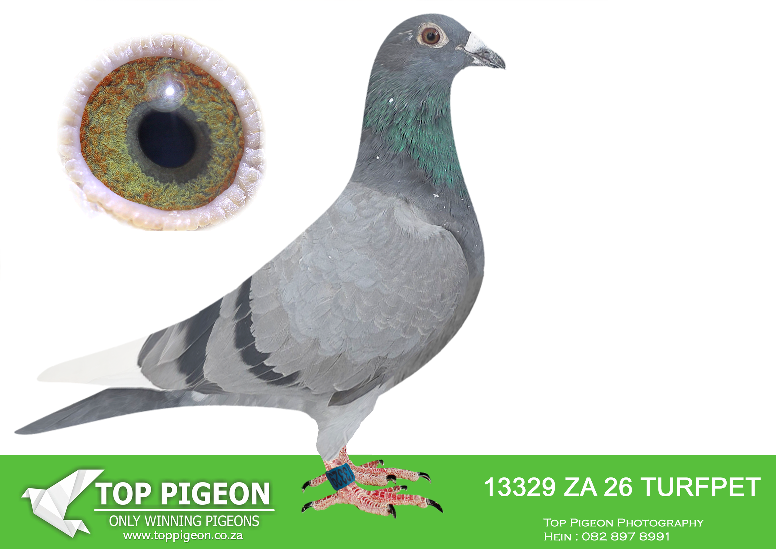 .LOT 1 BLIZZARD KING KITTEL – ZA 26 TURFPET 13329 -SIRE:3390 NEHU 25.Alias “INBRED BLIZZARD 390” Strain: BLIZZARD KING KITTLE Color: B BAR PIED DNA BLUE BAR PIED Cock. BLIZZARD KING KITTEL.———–DAM:4176212 BE 25.Alias “DOUBLE KBDB ACE” Strain: GORDON BROS Color: Blue Bar A SUPER hen bred from 2 X ACES. 1ST NAT ACE KBDB 2012 BLIZZARD KING KITTEL. 1ST NAT ACE KBDB 2023 KING ARTHUR.SEE PEDIGREE!!!!