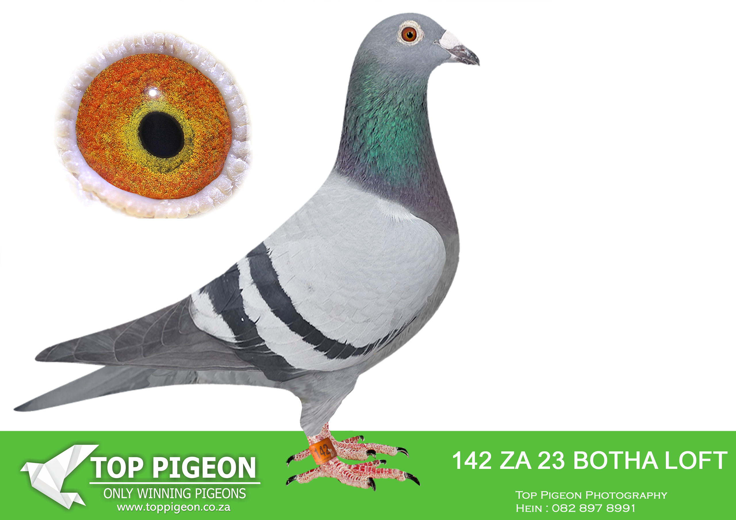LOT 49 BOTHA LOFTS AUCTION 3 – ZA 23 BOTHA LOFTS 142 -SIRE SISTER IS A SUPER BREEDER FOR BOTHA LOFT. BRED 2X SANPO SILVER LONG DISTANCE WINNER. DAM IS A SUPER BREEDER FOR BOTHA LOFT THAT BRED MULTIPLE WINNERS AND BEST BIRDS.———–SIRE:00640 ZA 15.SUPERIOR RACER AND BREEDER. BRED “FURIOUS”, 2019 DINOKENG, BLOEMFONTEIN 1 WINNER. FULL BROTHER TO ZA 09520/14; 7X TOP 22 COMBINE; BRED 2X SANPO SILVER L/DIST. BRED UNION WINNER.————-DAM:1788 PWDU 21 BBP BOTHA LOFT BRED EXCELLENT RACERS. BRED 4050/25 CRUD 25, 1ST CLUB WINNER, AND 2ND UNION REDDERSBURG. 221/23 UNION WINNER THREE SISTERS. BRED FROM CLICK PAIR, SOLD FOR R250 000. FULL BROTHER TO: 08223/15; 9X TOP 27 PWDC; 1ST 2YO, 3RD OVERALL; 3RD OPEN, 4 S/DIST BIRD; 11580/16; EXCELLENT RACER BRED 2316/20.SEE PEDIGREE!!!