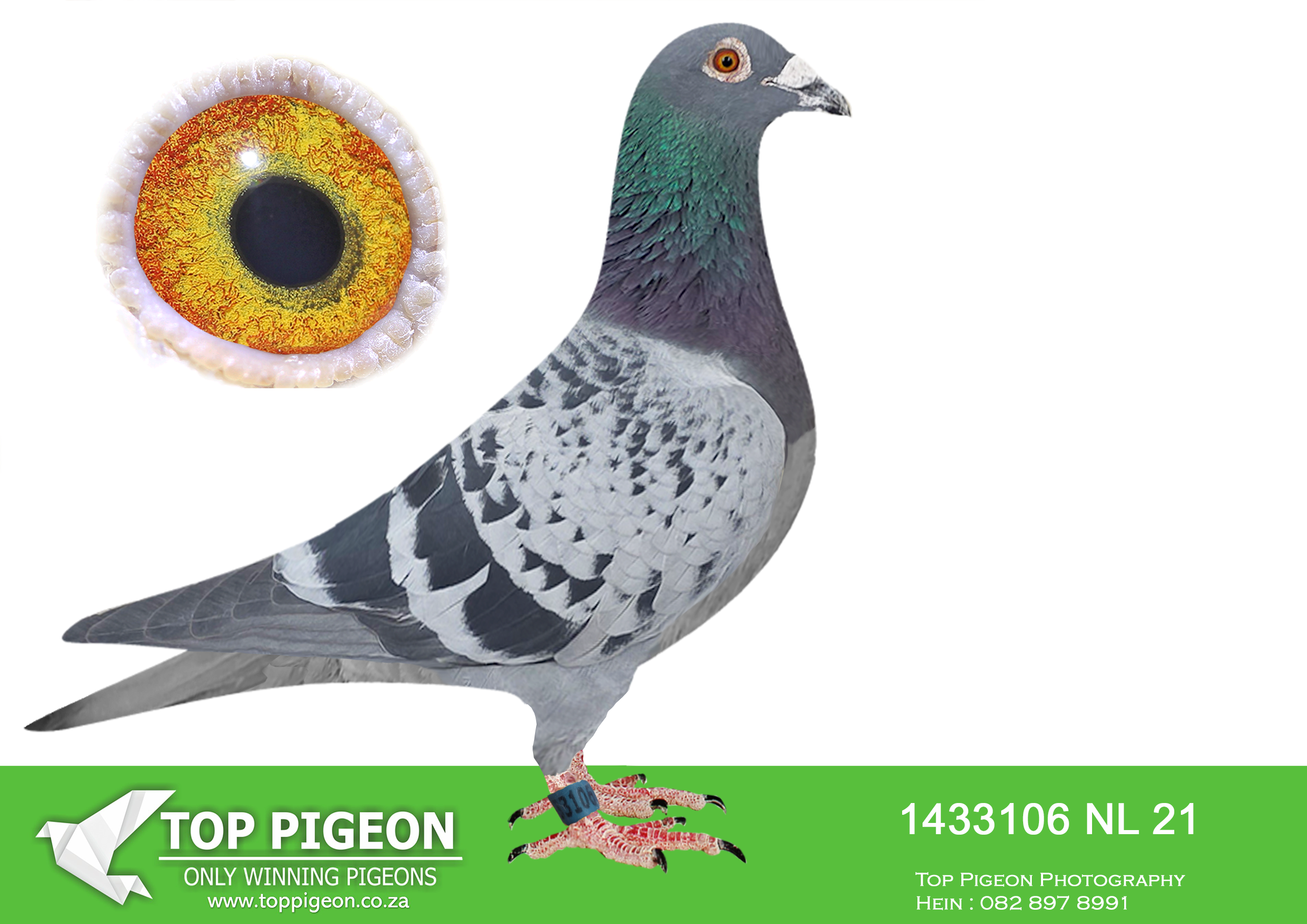 LOT 50 BOTHA LOFTS AUCTION 3 – NL 21 1433106 -SIRE: ZA 18-105677 “Niall Flojo 677” “Niall Flojo 677” is a proven South African racing and breeding cock bred from the world-famous Pieter Veenstra “Flojo” family. He combines the exceptional SAMDPR-winning blood of “Return Flojo” with the elite “Niall” line, creating a pigeon capable of competing at the highest level.———–DAM: ZA BPK-20-2259 “SOHO II” A top-class blue hen from the famous Joe Gomes “SOHO” family, one of South Africa’s most successful One Loft Race families. SOHO II raced with distinction herself, achieving: 5th Ace Bird Dinokeng One Loft Race 2021 10th Final Dinokeng One Loft Race 2021 She is bred from the outstanding “King Gomez” and “The Queen of Soho” lines, combining generations of proven One Loft Race performance. The family is noted for producing pigeons with exceptional speed, determination, and consistency under tough race conditions.SEE PEDIGREE!!!!