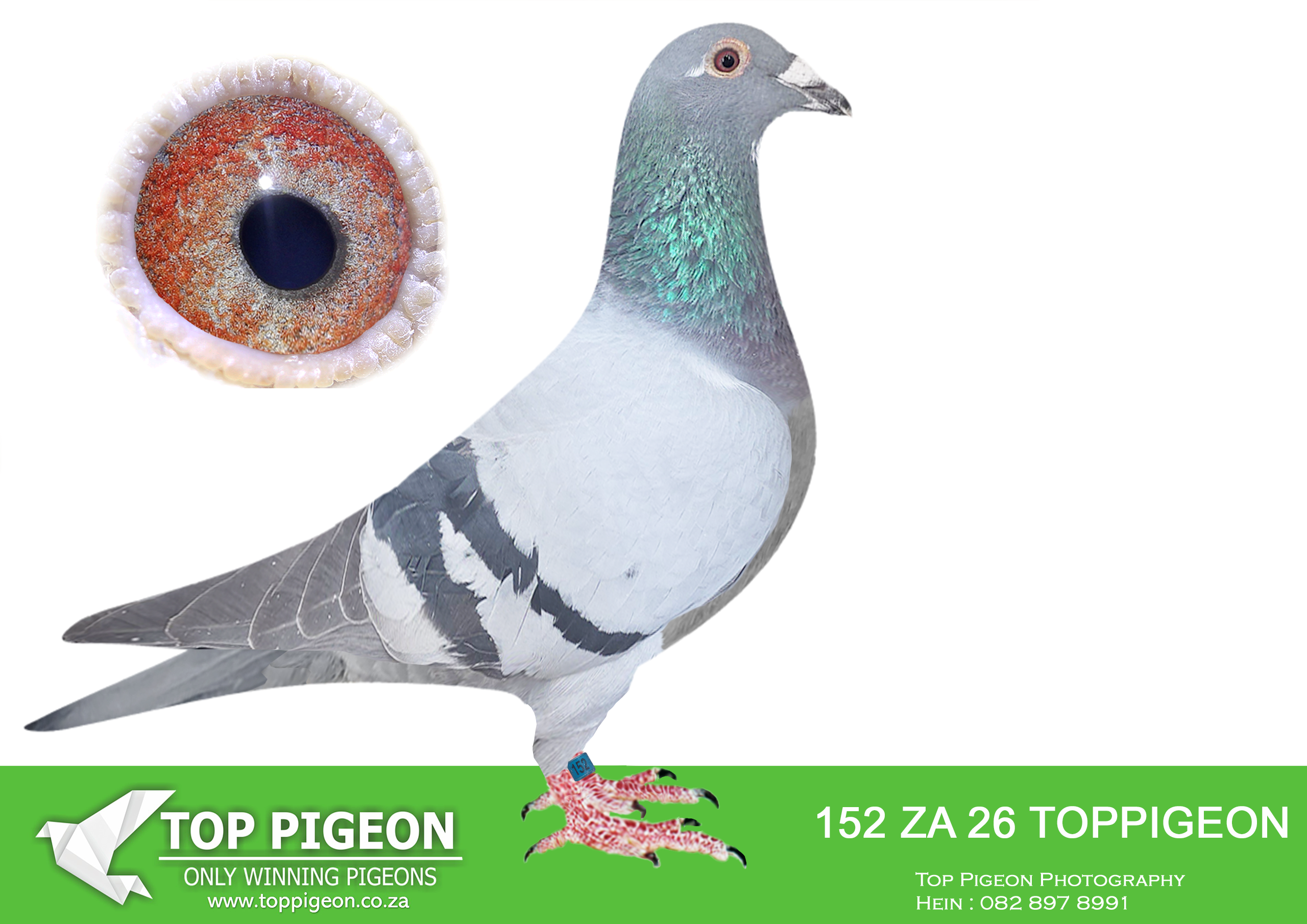 .LOT 3 BENEKE LOFTS – ZA 26 TOPPIGEON 152 -Sire: 2524 WRRPA 16 ZAD. Kaasboer / Geert Munnik Johnny Boy. This cock is a direct grandson of the World Famous “KIRAN”. ——DAM: 629 ZA ABL 22 BB ALWYN BESTER. BRED FROM Another daughter to the famous Roodhooft hen 6250286/04, who is dam to the 5 x TRPF winner for Schmidt & Bouwer and several other great racers. This hens grandmothers on both sides are ful.SEE PEDIGREE!!!