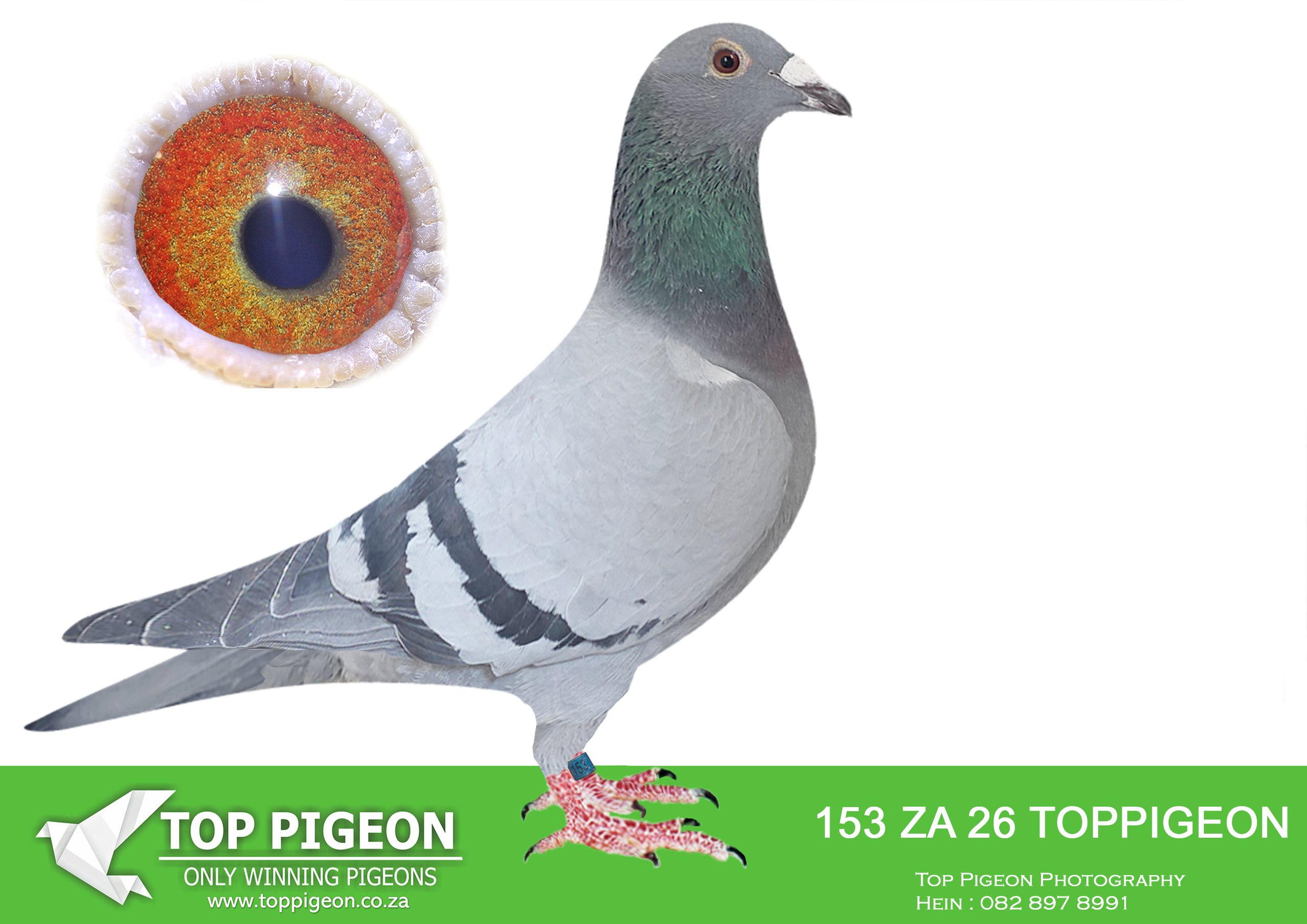 LOT 17 BENEKE LOFTS – ZA 26 TOPPIGEON 153 -Sire: 2524 WRRPA 16 ZAD. Kaasboer / Geert Munnik Johnny Boy. This cock is a direct grandson of the World Famous “KIRAN”. ——DAM: 629 ZA ABL 22 BB ALWYN BESTER. BRED FROM Another daughter to the famous Roodhooft hen 6250286/04, who is dam to the 5 x TRPF winner for Schmidt & Bouwer and several other great racers. This hens grandmothers on both sides are ful.SEE PEDIGREE!!!