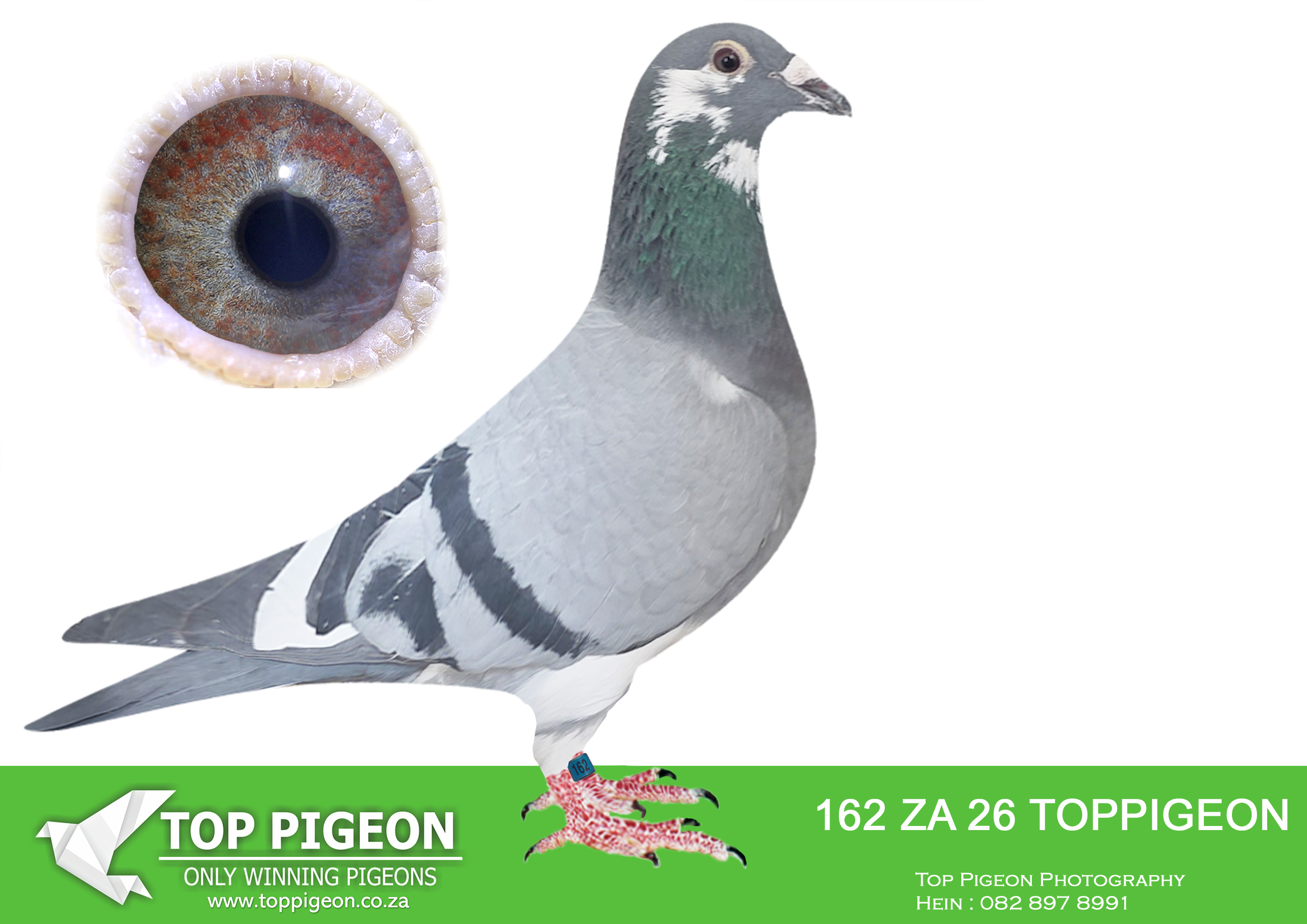 LOT 14 BENEKE LOFTS – ZA 26 TOPPIGEON 162 -SIRE:3795 ZA WPU 23. MARNES NEL. 7th Final Carnival 2024. Bred out of the SAME FATHER AS THE 2ND ACE and 3RD FINAL pigeon winter race Carnival 2023. The mother of 3795 is a full sister of the mother of Love 3 (Victory Love), Super ace winner———-DAM:192 ZA RADR 21 MEAL RADFORD RACING BOUGHT ON ALBERTON SALE.SEE PEDIGREE!!!