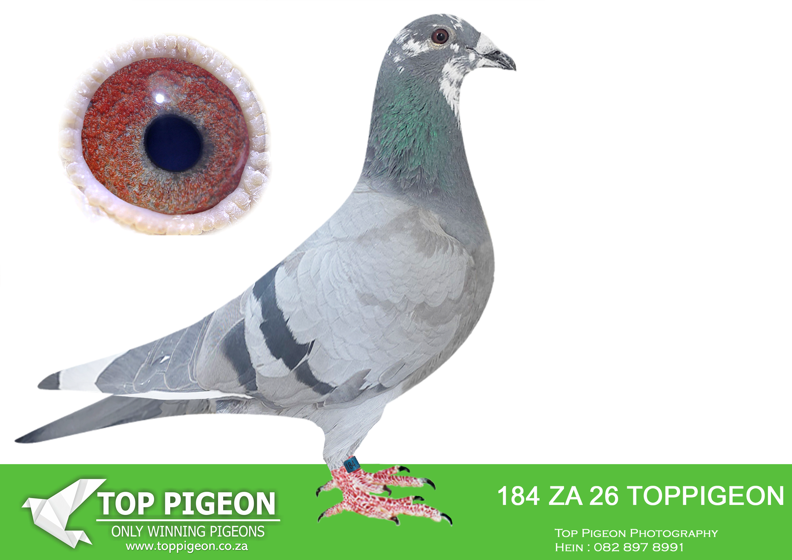 LOT 15 BENEKE LOFTS – ZA 26 TOPPIGEON 184 -Sire: 26858 ZA TRPF 10 “DERBY COCK”. (SIRE TO ZA 20 CYRL 5590 – WINNING R134 200.00 AT CENTRAL LOFTS 2021) 10 x Winner and bred multiple winners for BENEKE LOFTS.———DAM:25909 SANPO 24 “DOUBLE GRAND SLAM” BB Beneke Lofts SAIPR FINAL WINNER WINTER 2025 – WINNING R500 000.00 ON SPEED OF 1208 MPM NESTMATE TO HOTSPOT 6 WINNER CARNIVAL LOFT 2025 436KM 616 PIGEONS WINNING VELOCITY 1207 .SEE PEDIGREE!!!