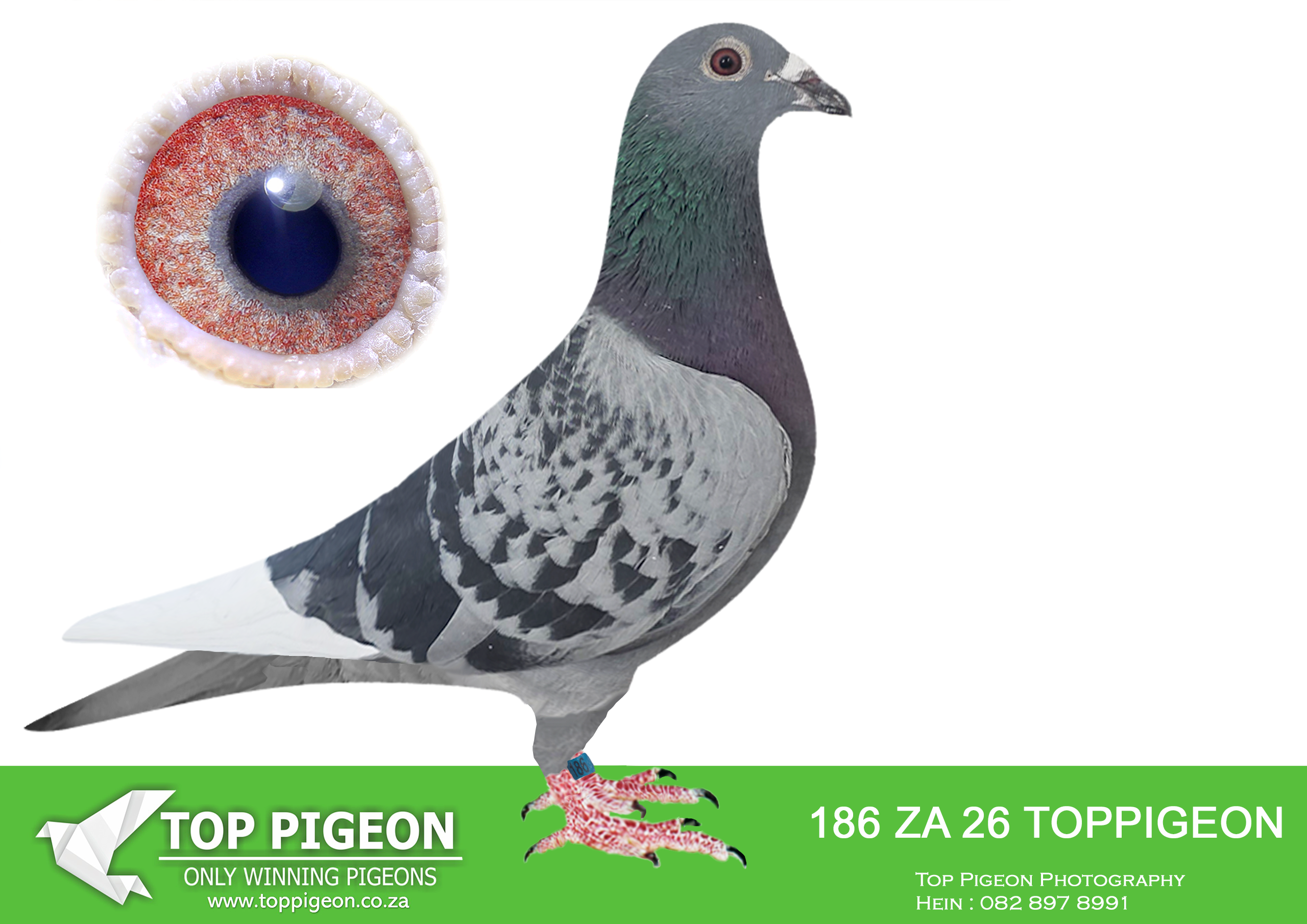 .LOT 6 BENEKE LOFTS – ZA 26 TOPPIGEON 186 -SIRE:85039 ZA 18. CUT THE CUTENESS. BROTHER TO DINOKENG LOFTS KNOCKOUT WINNER. Samebred to VIC FALLS HOTSPOT WINNER and ENDURO ACE PIGEON and ALSO 2nd paid pigeon on ENDURO ACE FINAL.———–DAM:2934 ZA TRPF 16 CH She Won 1e Federation 16x Top 100 All Distances from 753 – 1450 Mpm Top SA Racer, Stock hen for J Hamilton in the Strong Alberton Homing Society. SEE PEDIGREE!!!