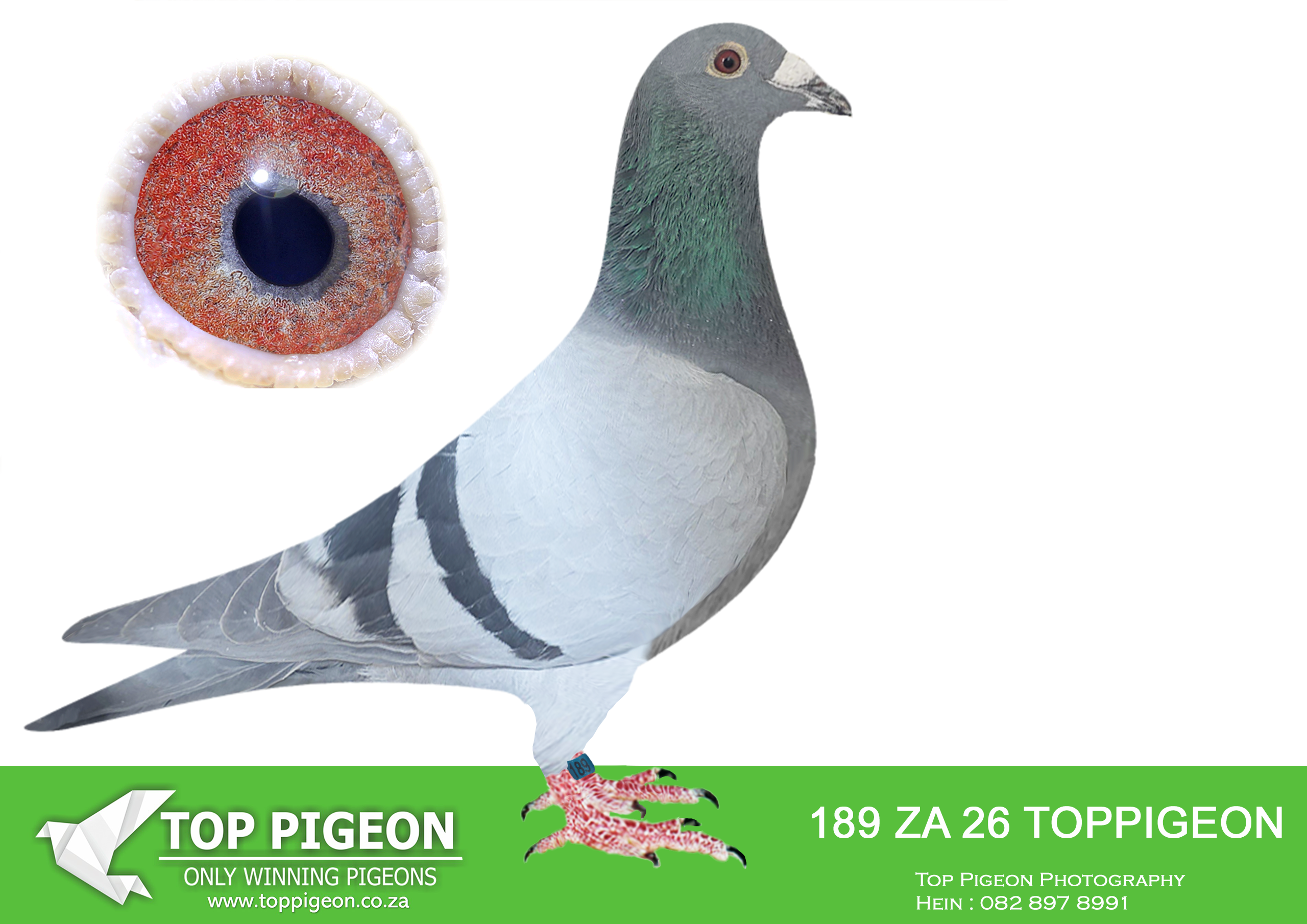LOT 16 BENEKE LOFTS – ZA 26 TOPPIGEON 189 -Sire: 2524 WRRPA 16 ZAD. Kaasboer / Geert Munnik Johnny Boy. This cock is a direct grandson of the World Famous “KIRAN”. ——DAM: 629 ZA ABL 22 BB ALWYN BESTER. BRED FROM Another daughter to the famous Roodhooft hen 6250286/04, who is dam to the 5 x TRPF winner for Schmidt & Bouwer and several other great racers. This hens grandmothers on both sides are ful.SEE PEDIGREE!!!