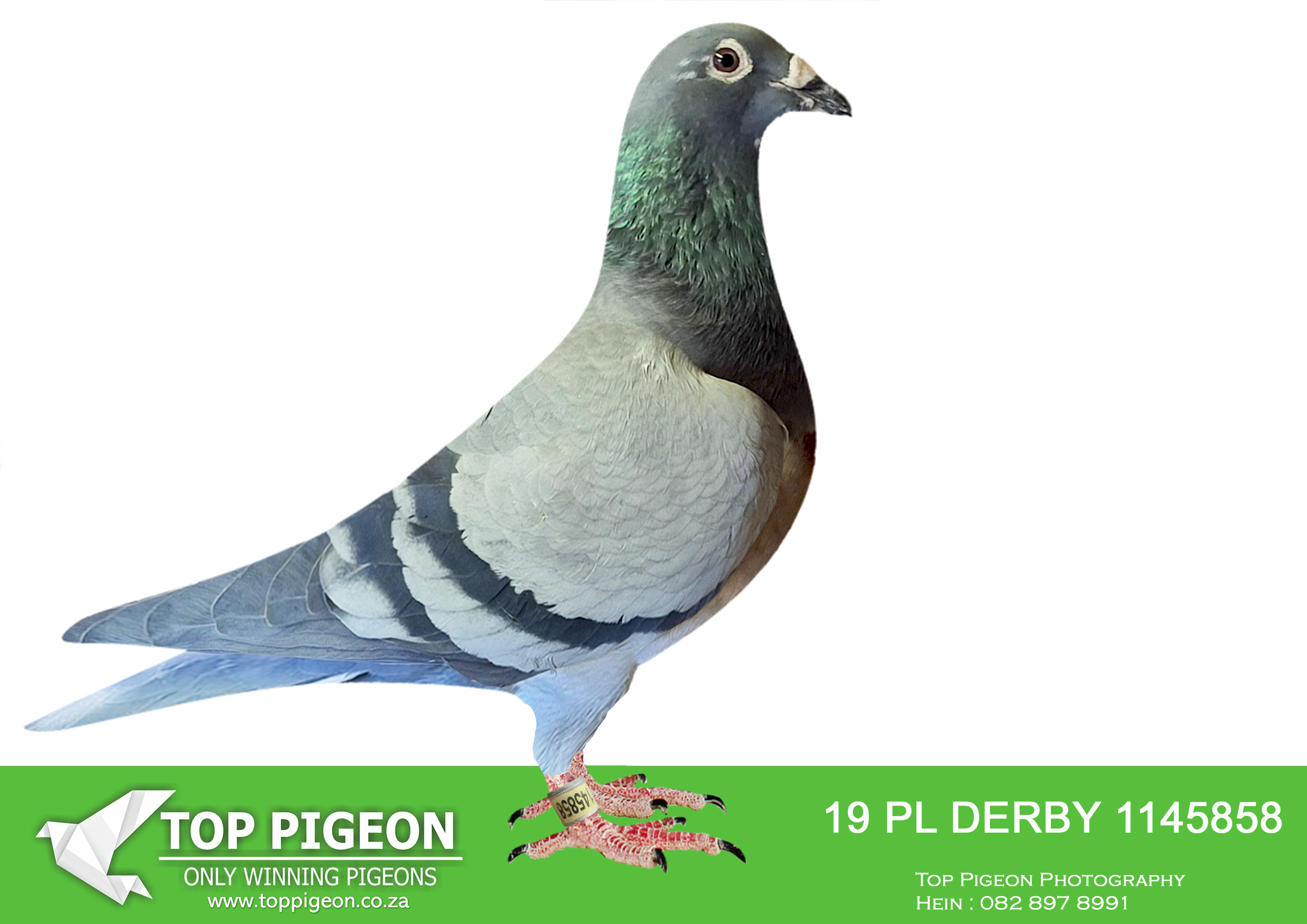LOT 26 WORLD CUP FEVER AUCTION – 19 PL DERBY 1145858 –