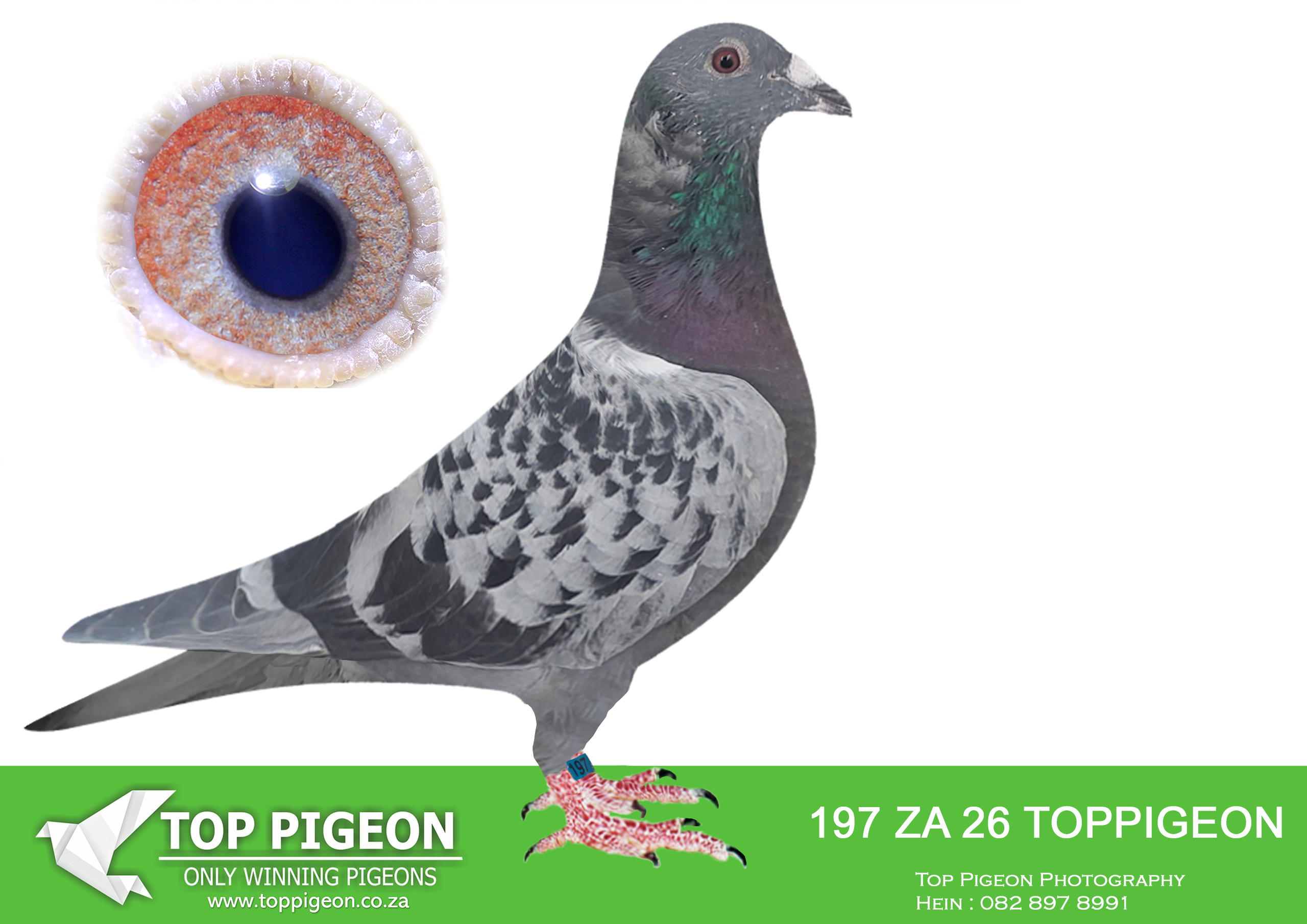 LOT 13 BENEKE LOFTS – ZA 26 TOPPIGEON 197 -SIRE:85039 ZA 18. CUT THE CUTENESS. BROTHER TO DINOKENG LOFTS KNOCKOUT WINNER. Samebred to VIC FALLS HOTSPOT WINNER and ENDURO ACE PIGEON and ALSO 2nd paid pigeon on ENDURO ACE FINAL.———–DAM:2934 ZA TRPF 16 CH She Won 1e Federation 16x Top 100 All Distances from 753 – 1450 Mpm Top SA Racer, Stock hen for J Hamilton in the Strong Alberton Homing Society. SEE PEDIGREE!!!
