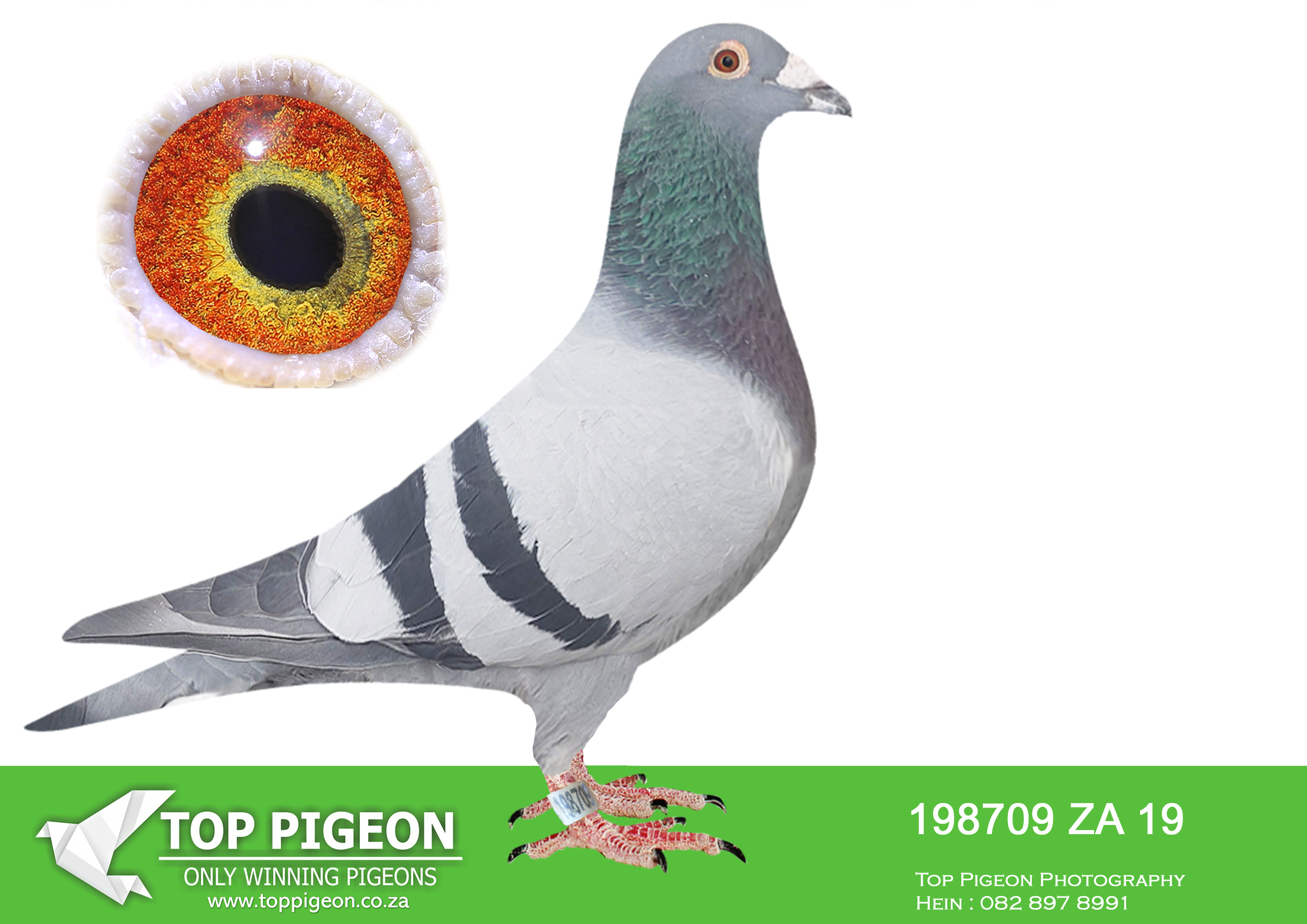 LOT 31 BOTHA LOFTS AUCTION 4 – ZA 19 198709 -H/BRO TO 82529/18. UNION WINNER. 7X TOP 23 PWDC. 2ND YB PWDC ’19. 1ST OVERALL 1ST YB POINTS & COEF. 1ST SHORT, 2ND MIDDLE COEF. CRUSADERS. “MINDY” BOTHA 70/22, 4TH DINOKENG BAR-ZA-LONA (EQUAL 1ST) AND 3RD BIG MONEY RACE. WON R70 000. 1240/21 UNION WINNER, 2X 2ND, 3RD, 4TH AND MANY OTHER.———-SIRE:10526 ZA 16. DEAN JOOSTE.DEAN JOOSTE “EGGS” GIFT. EXCELLENT BREEDER. BRED 82529/18. UNION WINNER. 7X TOP 23 PWDC. 2ND YB PWDC ’19. 1ST OVERALL 1ST YB POINTS & COEF. 1ST SHORT, 2ND MIDDLE COEF. CRUSADERS. BRED “MINDY” BOTHA 70/22, 4TH DINOKENG BAR-ZA-LONA (EQUAL 1ST) AND 3RD BIG MONEY RACE. WON R70 000.1240/21 UNION WINNER,———–DAM:91046 ZA 18 MEDUSA NEST MATE BB BADENHORTS HOKKE NEST MATE MEDUSA, BOUGHT BACK FROM DINOKENG.SEE PEDIGREE!!!