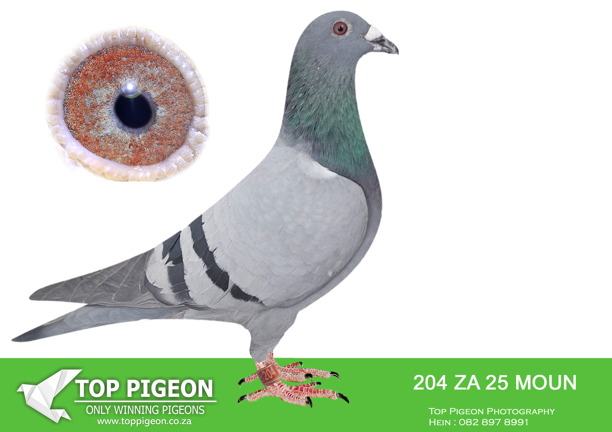 LOT 14 FERDIE LUBBE “MOUNTAIN LOFTS” – ZA 25 MOUN 204 -SIRE:ZA 24 MOUN 084.Strain: MOUNTAIN LOFTS Color: BLUE BAR ”JAKKALS” ZA24 MOUN 084 TOP RACER SIRE:’TRUE IMAGE” ZA23 MOUN 435 PERFORMANCE -2024 1ST ACE ALLROUND TPA – 2024 1ST ACE OPEN SERIES TPA – 2024 1ST ACE WEST ROUTE TPA 10 WEEKS IN A ROW FROM 339KM TO 680KM – 2024 SIRE TO: 18TH FINAL AFRIKAPRO 601 KM 2025.————DAM:ZA 24 MOUN 076.Alias “SAILOR’S GIRL” Strain: MOUNTAIN LOFTS Color: BLUE BAR “SAIL0R’S GIRL” ZA24 MOUN 076 SIRE:”THE PACEMAKER” ZA21 MOUN 2 DIRECT SON OF OUR NO 1 BREEDING PAIR 2 X LEGEND COMBINE WINNER 250 MEMBERS 1ST CLUB, 1ST UNION WINBURG 339KM 1306P 1ST LEGEND COMBINE WINBRG 339KM 5000+P.SEE PEDIGREE!!!