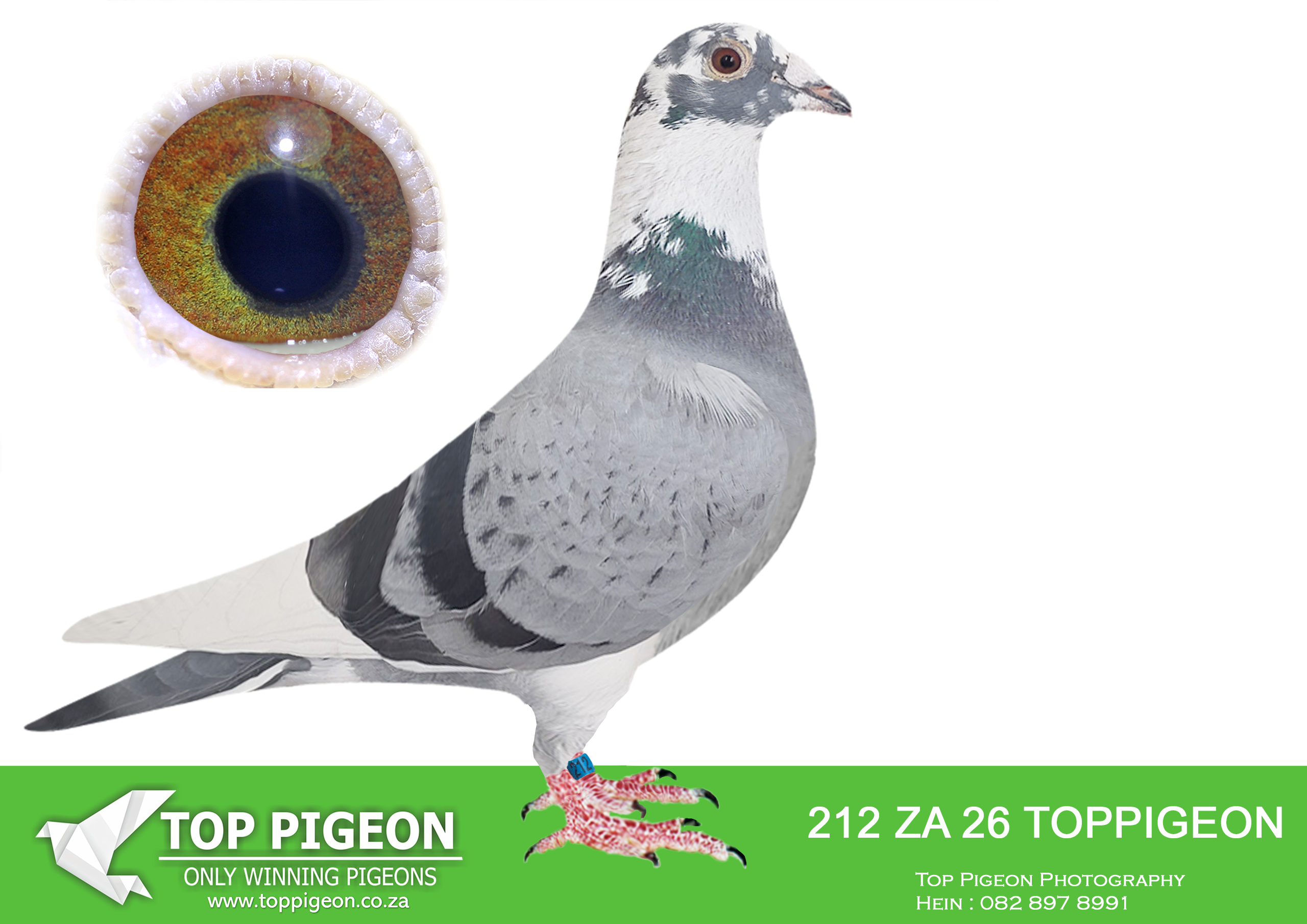 LOT 19 BENEKE LOFTS – ZA 26 TOPPIGEON 212 -SIRE:25955 ZA SANPO 24 Beneke Lofts. DAM IS CARNIVAL LOFT WINTER SERIES 2024 1ST PLACE OUT OF 1021 PIGEONS IN THE FINAL FROM HANOVER WITH AN AVERAGE SPEED OF 1178,066M/MIN 1ST PLACE IN THE KNOCK OUT COMPETITION .————–DAM:12 ZA TOPPIGEON 25. BENEKE LOFTS. DAM IS SAIPR FINAL WINNER WINTER 2025 -WINNING R500 000.00 ON SPEED OF 1208 MPM NESTMATE TO HOTSPOT 6 WINNER CARNIVAL LOFT 2025 436KM 616 PIGEONS WINNING VELOCITY 1207 MPM.SEE PEDIGREE!!!