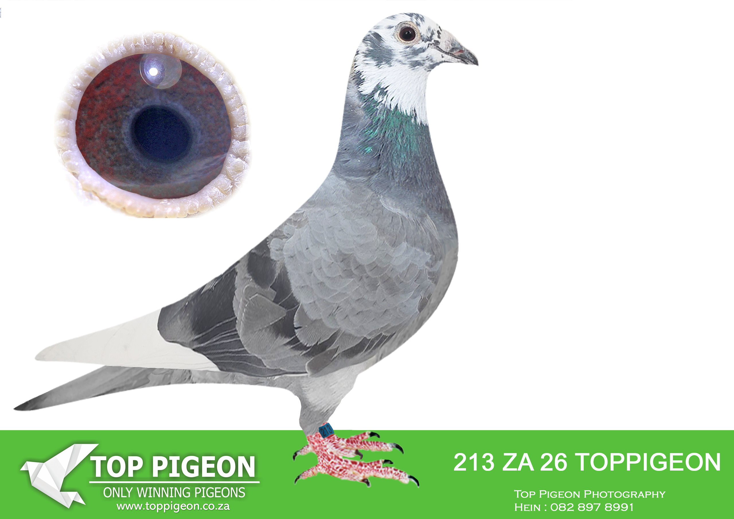 .LOT 2 BENEKE LOFTS – ZA 26 TOPPIGEON 213 -SIRE:25955 ZA SANPO 24 Beneke Lofts. DAM IS CARNIVAL LOFT WINTER SERIES 2024 1ST PLACE OUT OF 1021 PIGEONS IN THE FINAL FROM HANOVER WITH AN AVERAGE SPEED OF 1178,066M/MIN 1ST PLACE IN THE KNOCK OUT COMPETITION .————–DAM:12 ZA TOPPIGEON 25. BENEKE LOFTS. DAM IS SAIPR FINAL WINNER WINTER 2025 -WINNING R500 000.00 ON SPEED OF 1208 MPM NESTMATE TO HOTSPOT 6 WINNER CARNIVAL LOFT 2025 436KM 616 PIGEONS WINNING VELOCITY 1207 MPM.SEE PEDIGREE!!!