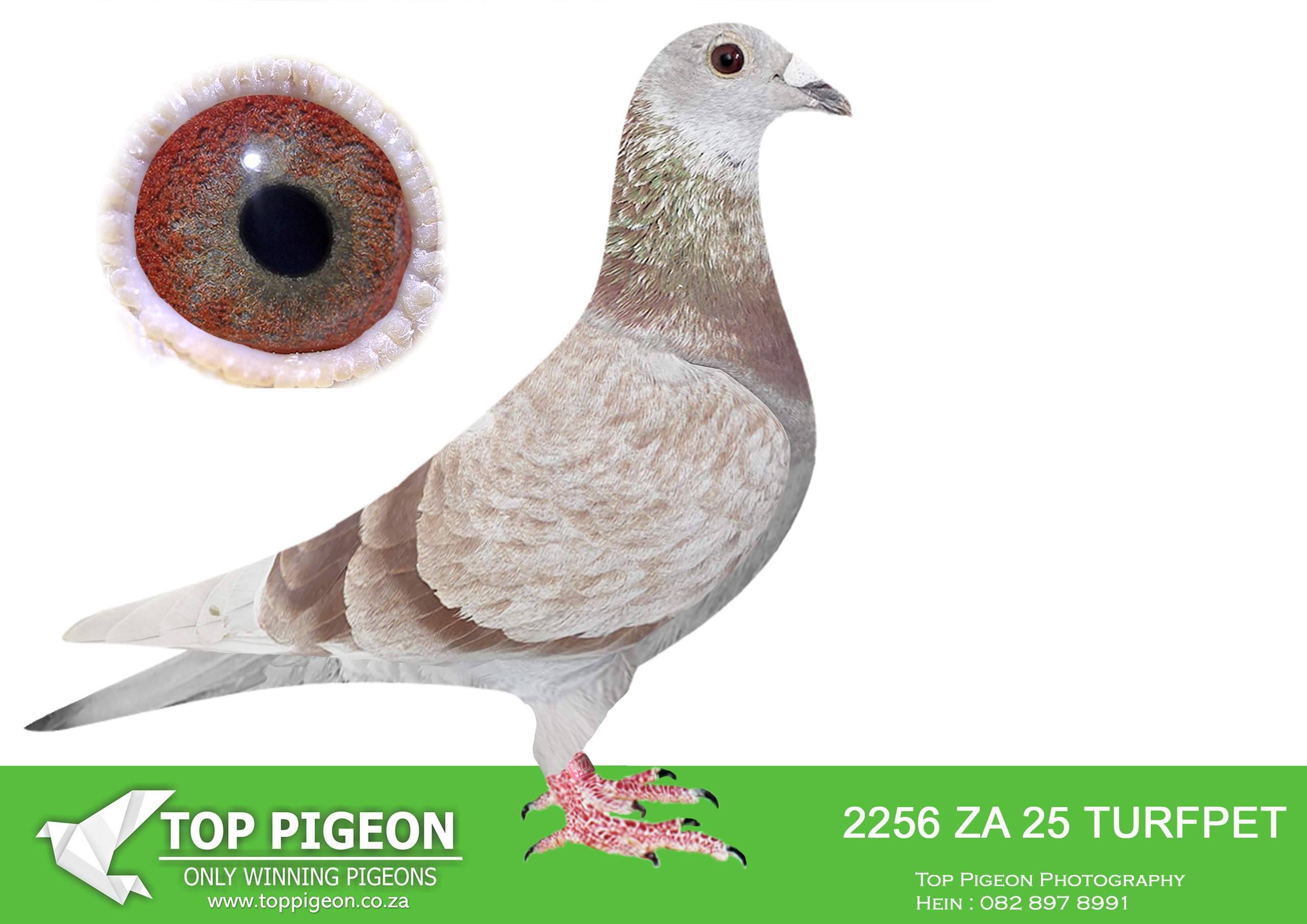 LOT 53 BOTHA LOFTS AUCTION 2 – ZA 25 TURFPET 2256 -SIRE: 1033 MOUN 2023 .Alias “FIRE HAWK” Strain: MOUNTAIN LOFTS GOLD. SIRE IS Alias “GREIPEL STAR” Strain: DIRK VAN DEN BULCK KITTEL Color: RED CHEQ Bred from BELG 19 4213803 ‘SUPER SON GREIPEL’- direct son of ‘GREIPEL’ – 6th Nat Ace 2013 out of ‘GOEDE RODE’ x’ OLYMPIC ROSITA’ and mother BELG 17 4231168 ‘SISTER SUPER 37 KITTEL – Imported by MOUNTAIN LOFTS.———–DAM:5193 MPHU 2023.Strain: Kitchenbrand 03 Mortimers Color: BLUE BAR W/FLIGHT Bred from ZA TRPF 2362 21 X ZA TRPF 10595 18 ‘VIETNAM’ ( 03 ) X MORTIMER strain of KITCHENBRAND’S LOFT.SEE PEDIGREE!!!
