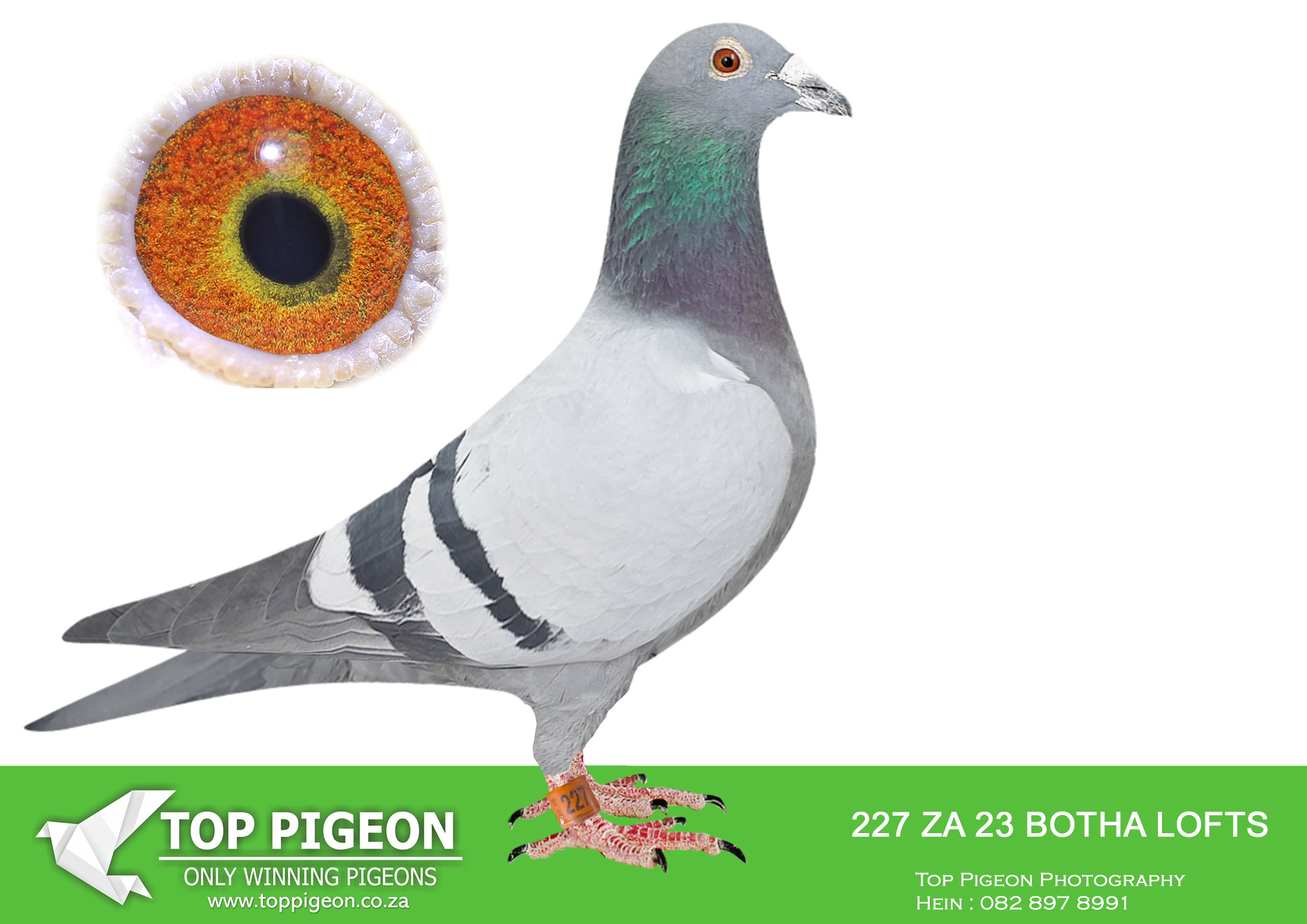 LOT 68 BOTHA LOFTS AUCTION 2 – ZA 23 BOTHA LOFTS 227 -SIRE:27882 ZA 17.BOTHA LOFT.BRED FROM A CLICK PAIR WITH 08223/15 A SUPER PERFORMER. FULL BROTHER TO 27881 ZA 17 WHO ACHIEVED 3RD PRETORIA COMBINE LEEU-GAMKA 2018..———–DAM:8950 PWDU 20 BB BOTHA LOFT. BRED FROM CLICK PAIR.SEE PEDIGREE!!!!