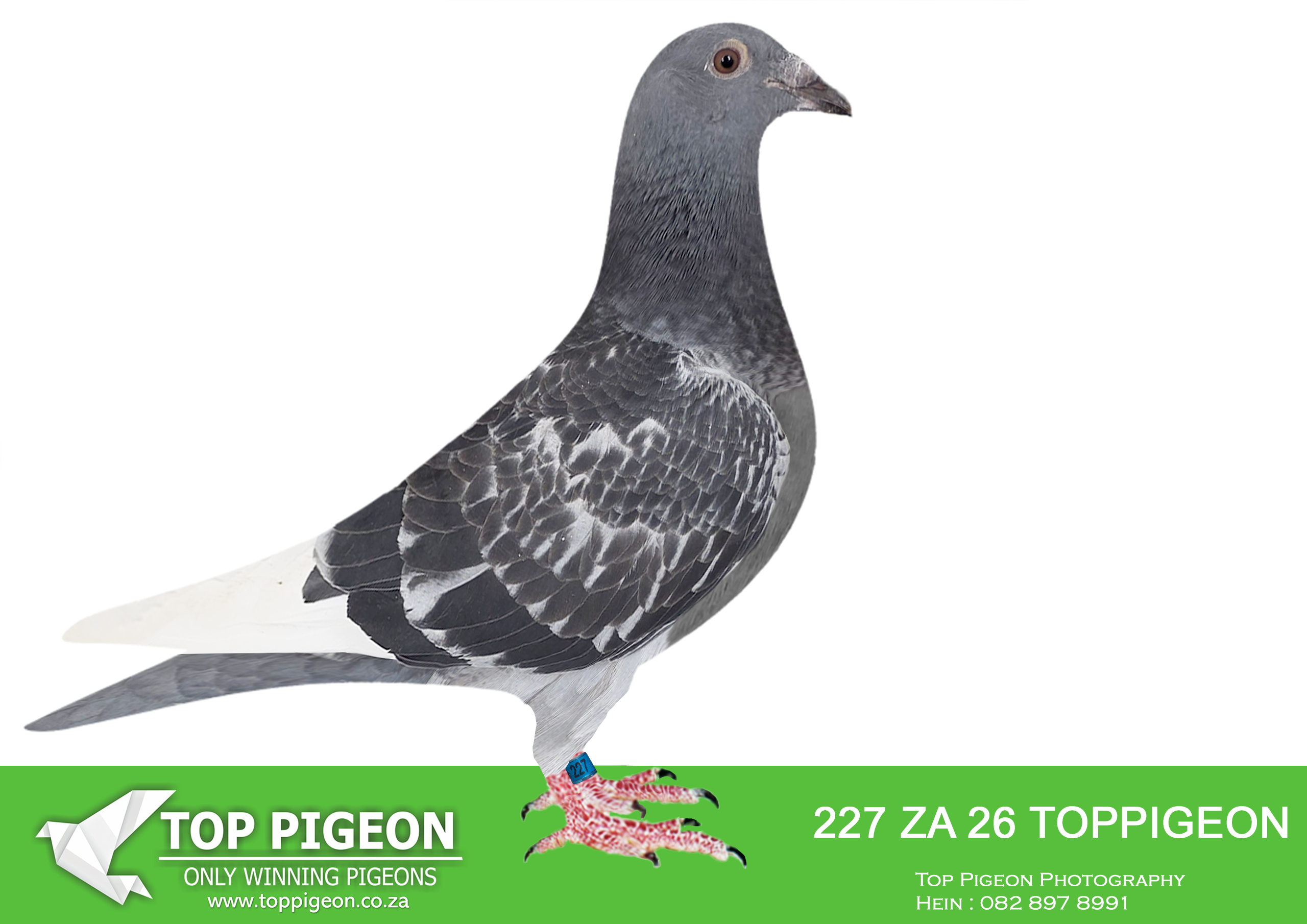 .LOT 5 BENEKE LOFTS – ZA 26 TOPPIGEON 227 (SEND ME TO ONE LOFT)-FULL SIBLING TO Double Grand Slam -SAIPR FINAL WINNER WINTER 2025 – WINNING R500 000.00 ON SPEED OF 1208 MPM NESTMATE TO HOTSPOT 6 WINNER CARNIVAL LOFT 2025 436KM 616 PIGEONS WINNING VELOCITY 1207 MPM——ALSO SAME BRED TO 9TH HOTSPOT 3 SAIPR OLR SUMMER 2026——SIRE:11440 QTR 23 “THE 440” . UMM BIRKA LOFT SIRE TO SAIPR FINAL WINNER ’25 FULL SIBLING TO: 23RD RACE 10 AFRIKAPRO 2024. 33RD RACE 9 AFRIKAPRO 2024.————-DAM:10086 TRPF 23 BB HIGHLANDER REDS SAME BRED 2ND FINAL SAIPR ’23 R240 000.00 DAM TO SAIPR FINAL WINNER ’25.SEE PEDIGREE!!!