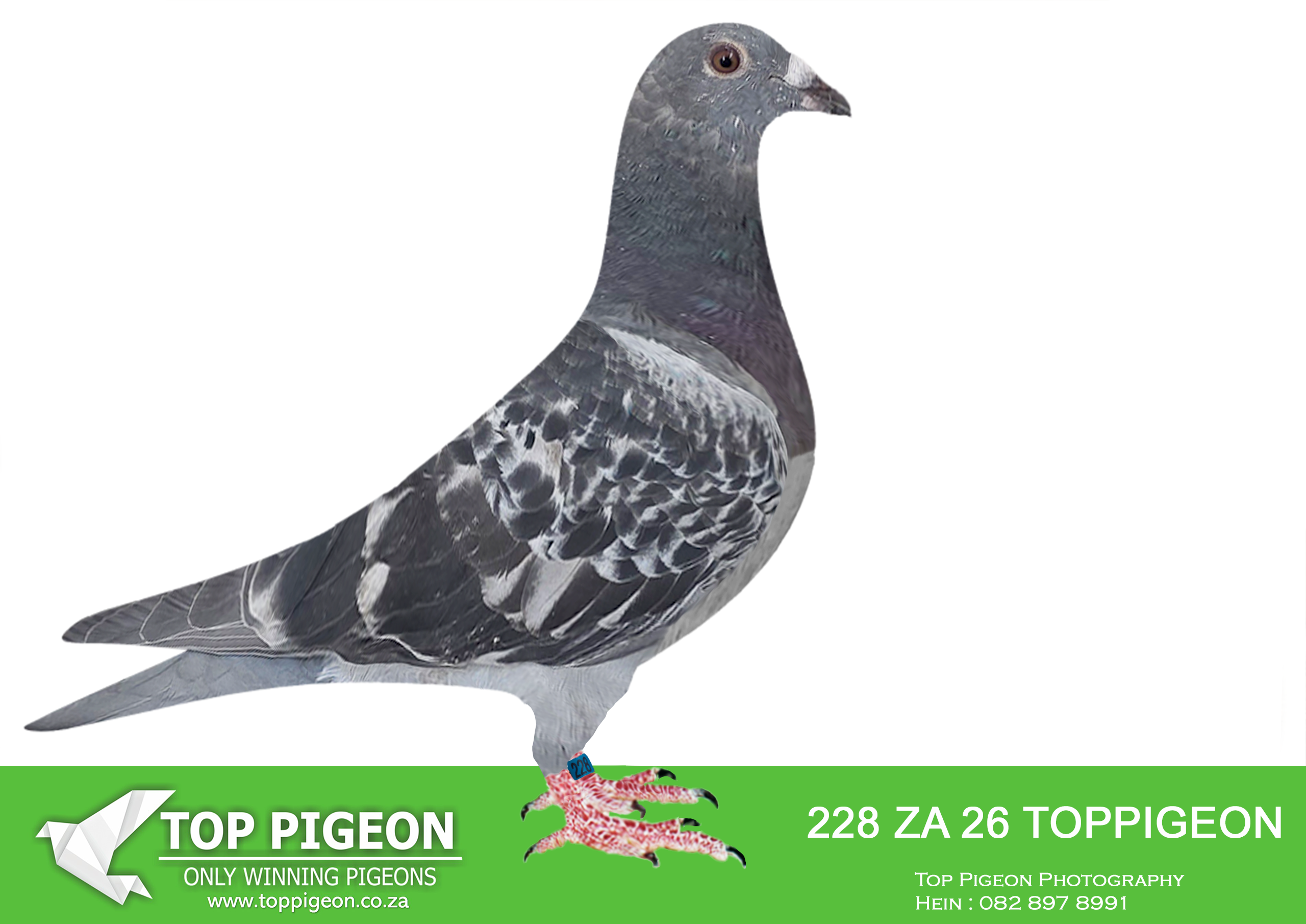 .LOT 1 BENEKE LOFTS – ZA 26 TOPPIGEON 228 -(SEND ME TO ONE LOFT)FULL SIBLING TO Double Grand Slam -SAIPR FINAL WINNER WINTER 2025 – WINNING R500 000.00 ON SPEED OF 1208 MPM NESTMATE TO HOTSPOT 6 WINNER CARNIVAL LOFT 2025 436KM 616 PIGEONS WINNING VELOCITY 1207 MPM——ALSO SAME BRED TO 9TH HOTSPOT 3 SAIPR OLR SUMMER 2026——SIRE:11440 QTR 23 “THE 440” . UMM BIRKA LOFT SIRE TO SAIPR FINAL WINNER ’25 FULL SIBLING TO: 23RD RACE 10 AFRIKAPRO 2024. 33RD RACE 9 AFRIKAPRO 2024.————-DAM:10086 TRPF 23 BB HIGHLANDER REDS SAME BRED 2ND FINAL SAIPR ’23 R240 000.00 DAM TO SAIPR FINAL WINNER ’25.SEE PEDIGREE!!!
