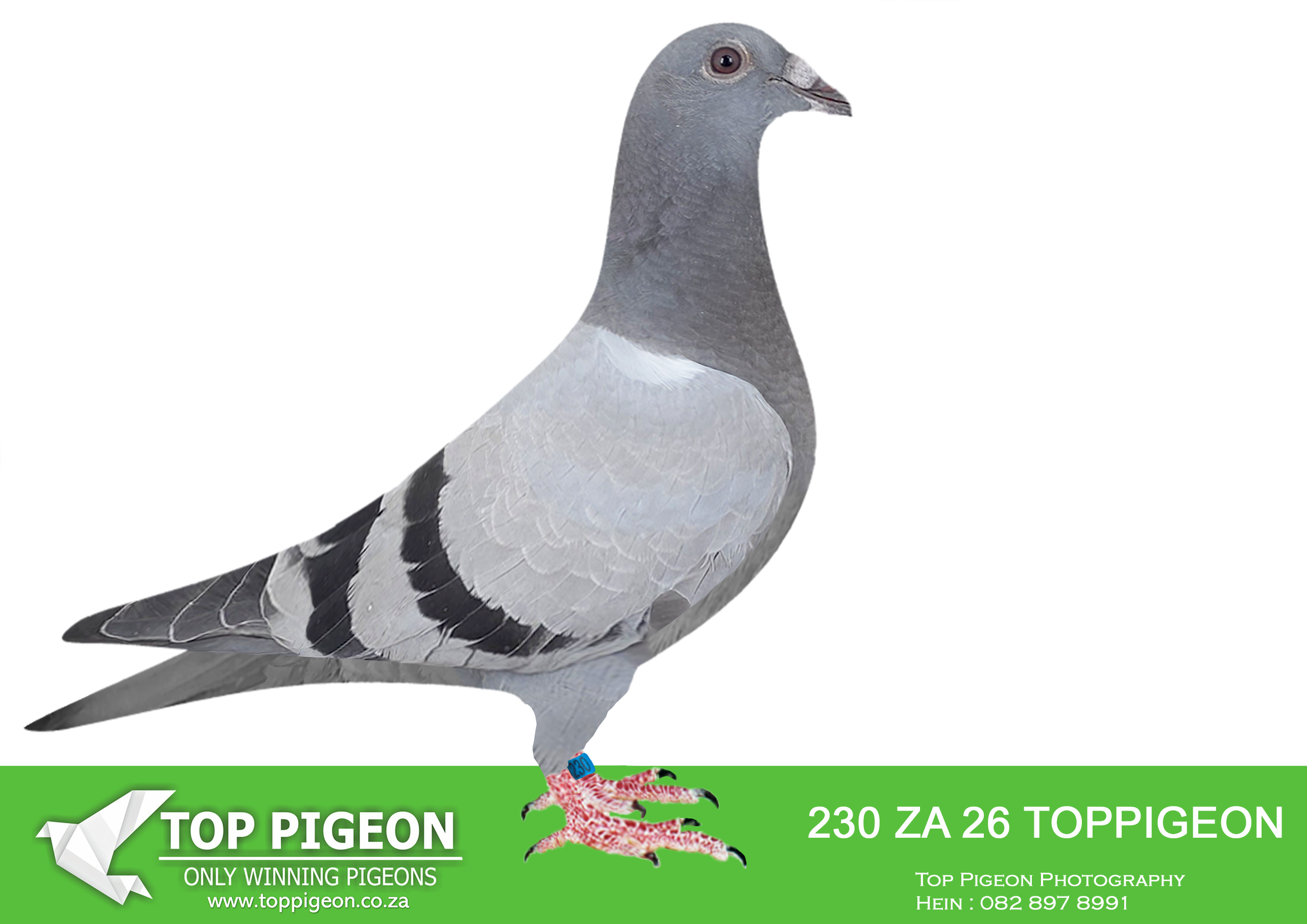.LOT 7 BENEKE LOFTS – ZA 26 TOPPIGEON 230 (SEND ME TO ONE LOFT)-SIRE:6338 ZA CYRL 23.BENEKE LOFTS. ALLREADY BRED PSWU COMBINE WINNER FOR IGNIS FIRE. DAM BRED 2ND HOTSPOT 4 SAIPR OLR 2024 ON 505KM WINNING R25 000.00. THIS IS A HALF SISTER TO SUPER BREEDER “KONING KAAS” OF DIE PAINTERS. “KONING KAAS” BRED MULTIPLE SANPO MEDAL WINNERS.———–DAM:ZA 17 GJT 016 “SAPIR ACE” 2017 – Her full brother were 9th Grand Average SAPIR 2022. Her brother has won a Gauteng West Combine with 3 Minutes. Her Sister has won a Combine in PSWU Combine. Her Brother bred SANPO Bronze Medal for Andre Reynders.SEE PEDIGREE!!!