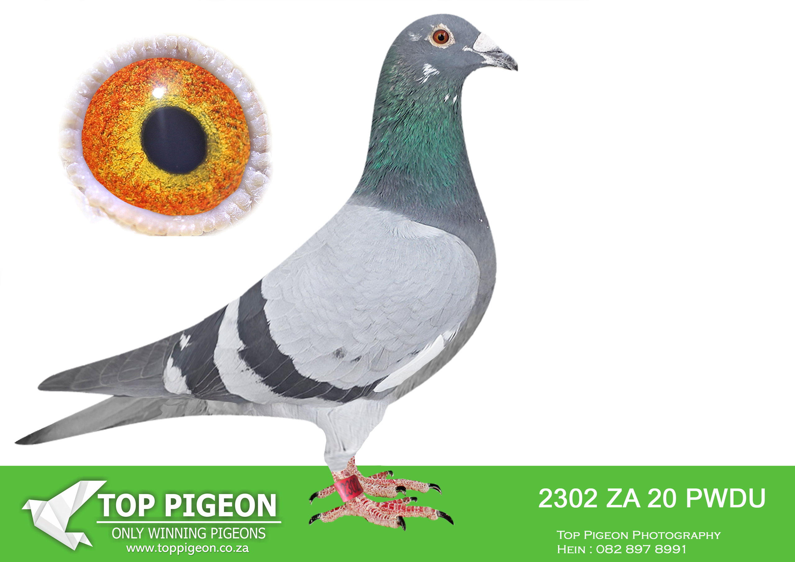 LOT 69 BOTHA LOFTS AUCTION 2 – ZA 20 PWDU 2302 -BRED FROM CLICK PAIR, SOLD FOR R250 000. FULL BROTHER TO: 08223/15; 9X TOP 27 PWDC; 1ST 2YO, 3RD OVERALL; 3RD OPEN, 4 S/DIST BIRD; 11580/16; EXCELLENT RACER BRED 2316/20 CRADOCK UNION WINNER BY 22MIN. 11581/16; EXCELLENT RACER BRED 1313/22, GARIEP DAM UNION WINNER. 4195/19, VERKEEERDEVLEI, UNION WIN———-SIRE:17708 ZA 14″VEGTER”.SUPER BREEDER AND FOUNDATION PAIR. SOLD FOR R250 000. BRED: 08223/15; 9X TOP 27 PWDC; 1ST 2YO, 3RD OVERALL; 3RD OPEN, 4 S/DIST BIRD; 11580/16; EXCELLENT RACER BRED 2316/20 CRADOCK UNION WINNER BY 22MIN. 11581/16; EXCELLENT RACER BRED 1313/22, GARIEP DAM UNION WINNER. 4195/19, VERKEEERDEVLEI, UNION .———–DAM:03683 ZA OP 14 ZUBIRI BB PUTTERIE / OSWALD SUPER BREEDER AND FOUNDATION PAIR. SOLD FOR R250 000. BRED: 08223/15; 9X TOP 27 PWDC; 1ST 2YO, 3RD OVERALL; 3RD OPEN, 4 S/DIST BIRD; 11580/16; EXCELLENT RACER BRED 2316/20 CRADOCK UNION WINNER BY 22MIN. 11581/16; EXCELLENT RACER BRED 1313/22, GARIEP DAM UNION WINNER. 4195/19, VERKEEERDEVLEI, UNION.SEE PEDIGREE!!!