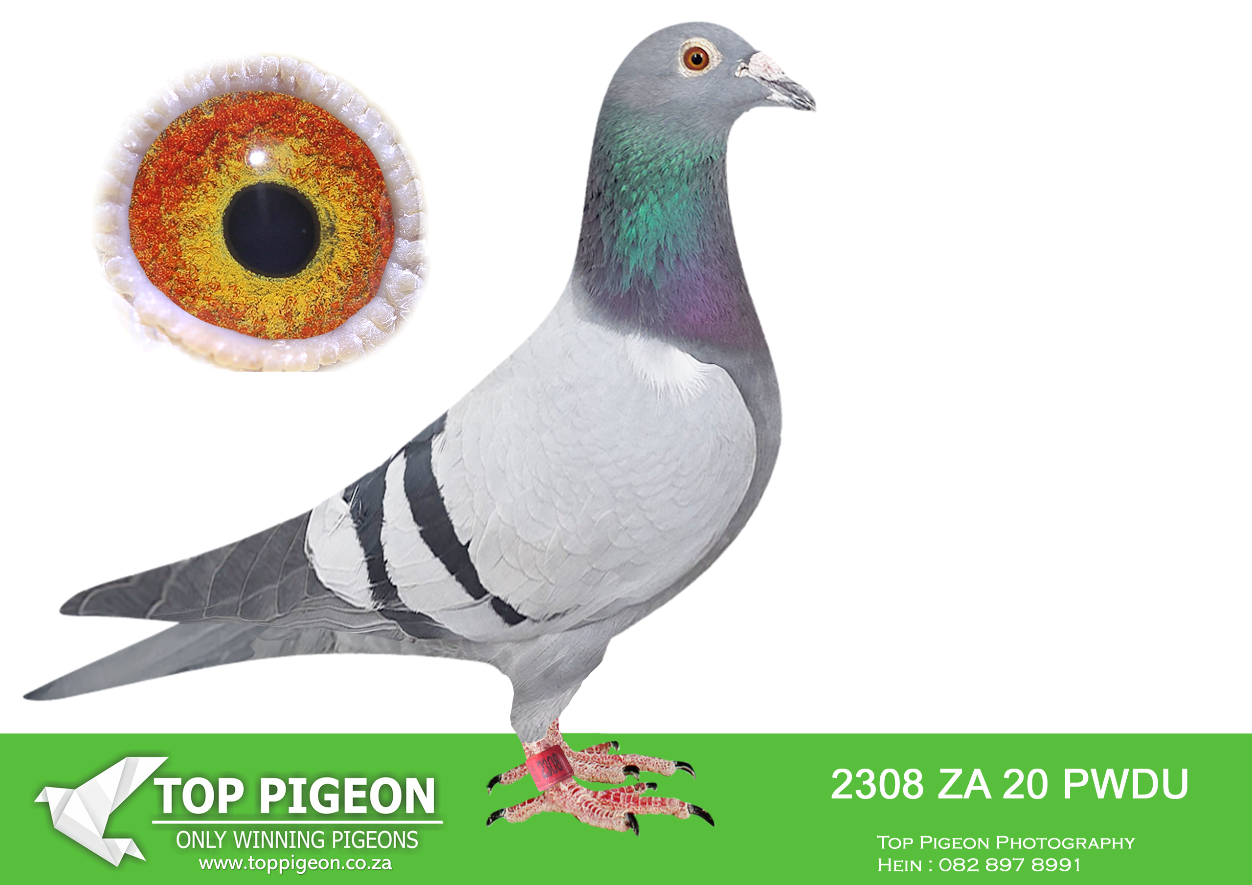 LOT 66 BOTHA LOFTS SIRE:22377 SA 08.BLOEM COCK. ALWYN BESTER.BRED SEVERAL WINNERS FOR BOTHA LOFTS. BRED SEVERAL WINNERS FOR ALWYN BESTER. 08671/14, 08672/14 AND 09959/13 FLY EXCEPTIONAL 2014-15. 2011 HIS CHILDREN DOMINATES THE PRETORIA UNION AS WELL AS COMBINE FOR FOX VAN ONSELEN AND KOBUS REYNDERS.———–DAM:27184 ZA 12 BLOEM HEN BB KOBUS REYNDERS EXCELLENT BREEDER FOR BOTHA LOFTS. BRED BY KOBUS REYNDERS – NO PEDIGREE.SEE PEDIGREE!!!2 – ZA 20 PWDU 2308 –
