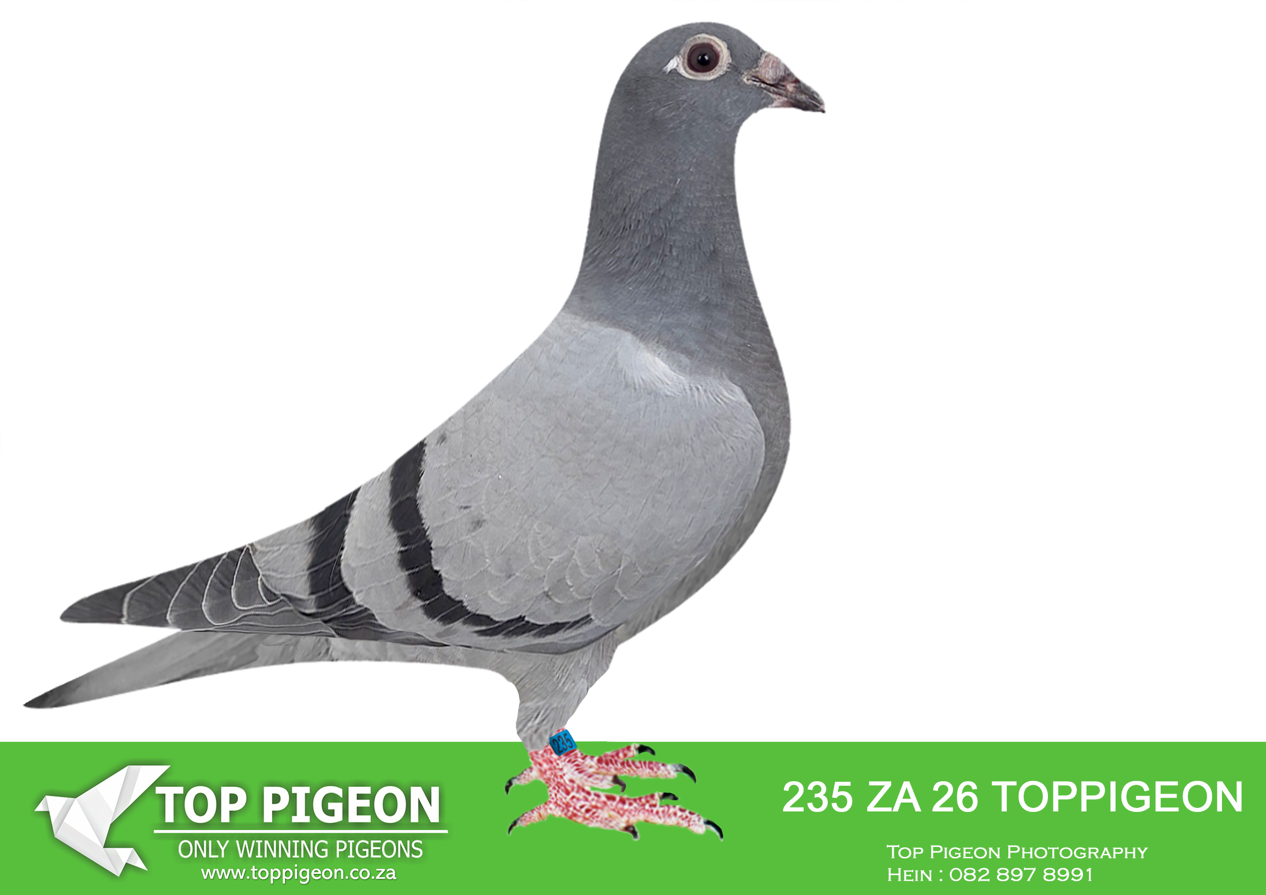 .LOT 8 BENEKE LOFTS – ZA 26 TOPPIGEON 235 (SEND ME TO ONE LOFT)-SIRE:17 ZA TOPPIGEON 25.SAME BRED AS EQUAL WINNER FINAL RACE SAIPR SUMMER 2025. 2ND PAID PIGEON WINNING R150 000.00. 3RD HOTSPOT 2 225KM – EQUAL WINNER – WINNING R15 000.00—————DAM:25954 ZA SANPO 24 Beneke Lofts. DAM IS CARNIVAL LOFT WINTER SERIES 2024 1ST PLACE OUT OF 1021 PIGEONS IN THE FINAL FROM HANOVER WITH AN AVERAGE SPEED OF 1178,066M/MIN 1ST PLACE IN THE KNOCK OUT COMPETITION .SEE PEDIGREE!!!!